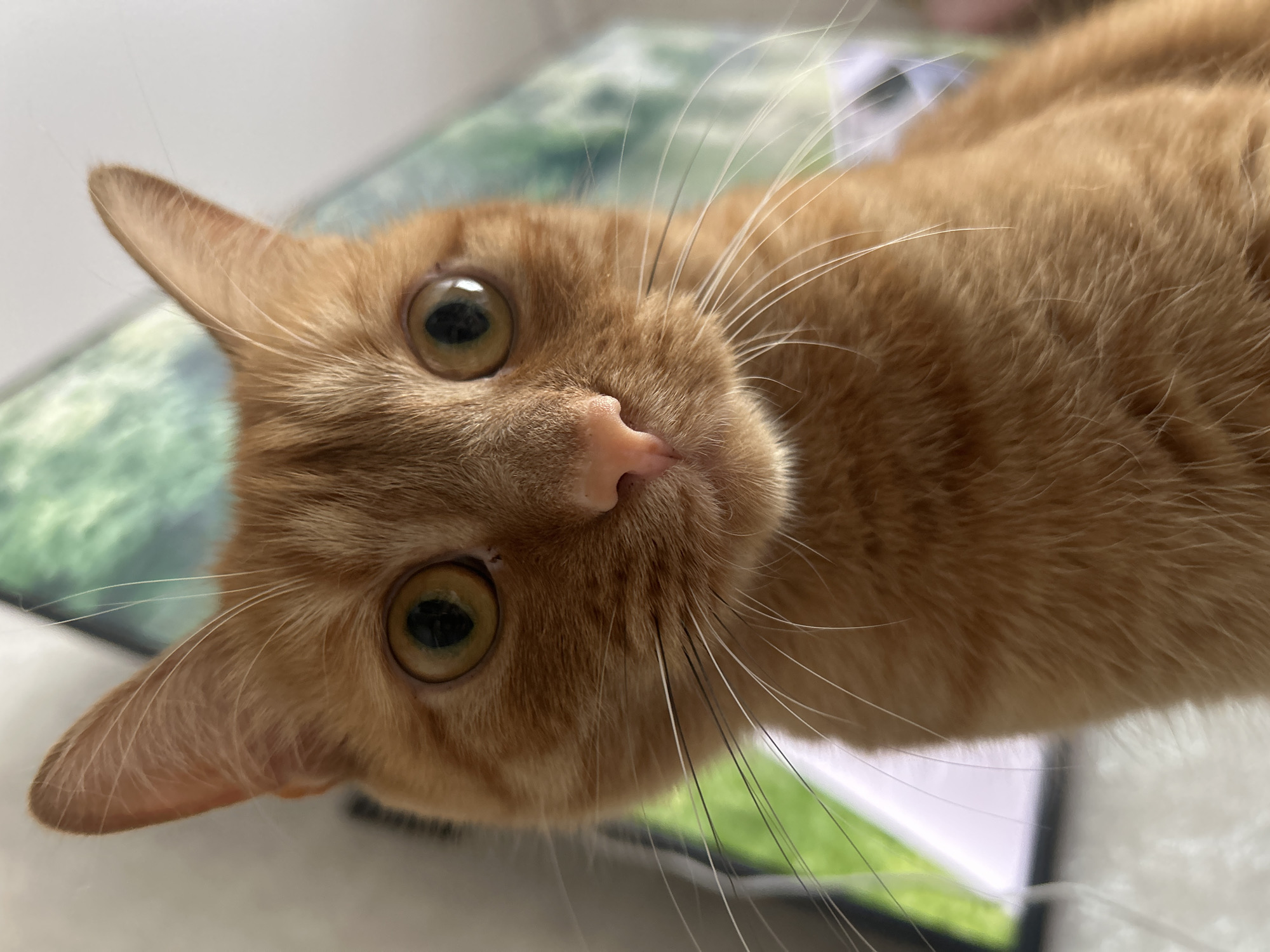 A close-up, head-on shot captures an orange tabby cat's face. The cat's fur is a warm, ginger hue, with subtle variations in tone. Its eyes are large and round, with pupils that appear dark and reflective, hinting at a slightly dilated state. The irises are a light, yellowish-green, with darker brown speckles. The cat's nose is a soft, pinkish-tan, with a slightly moist appearance. Long, white whiskers fan out from its muzzle, some crossing in front of its face. The cat's ears are prominent and pointed, with a lighter shade of fur on the inside. The background is blurred, but appears to be an indoor environment with a textured wall or surface featuring a greenish, abstract pattern. The lighting is soft, casting subtle shadows that highlight the contours of the cat's face. No people or other animals are visible in the frame. The image is of good quality, with sharp focus on the cat's features.