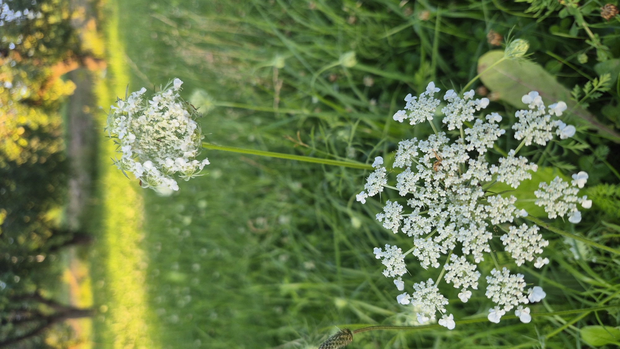 A close-up, vertical shot captures a white, Queen Anne's lace flower in the foreground, with a second, larger bloom slightly out of focus behind it. The flower heads are delicate and lace-like, with numerous small white petals. A tiny insect, possibly a beetle, is visible on one of the lower petals. The background is a soft blur of green grass and trees, illuminated by warm sunlight. The scene appears to be a field or meadow, likely in a rural area. Based on the description, this photo was taken in Krauja, Latvia, a location known for its natural beauty and open fields.