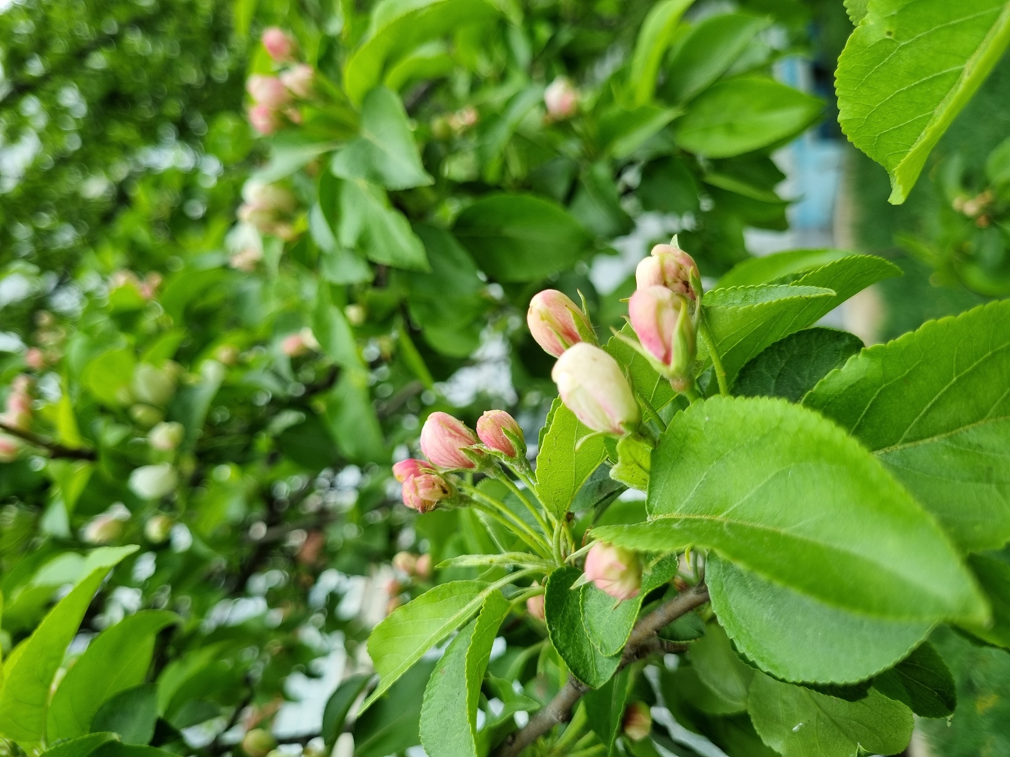 This close-up photograph captures a branch of a blooming tree, likely an apple or crabapple tree, in early spring. The primary subjects are numerous small, delicate flower buds, predominantly pale pink and white, nestled among vibrant green leaves. Some buds show hints of darker pink or reddish tones, suggesting they are about to open into blossoms.
The branch extends from the lower right towards the center, with several clusters of buds. The leaves are a fresh, bright green, showing clear veins and finely serrated edges, particularly noticeable on the leaves in the foreground and around the buds. The lighting suggests it is daytime, with natural light illuminating the foliage and buds.
The background is softly blurred, creating a bokeh effect with indistinct circular highlights, indicating a shallow depth of field. This blurry background consists mainly of more green leaves and branches, giving a sense of depth and being surrounded by nature. In some areas of the blurry background, there are hints of lighter, possibly man-made, structures such as a light blue or white fence or building. No people are visible, nor is any discernible text. The image conveys a serene and natural scene, emblematic of the freshness and renewal of spring in an outdoor setting, potentially in Chaikovsky, Russia.