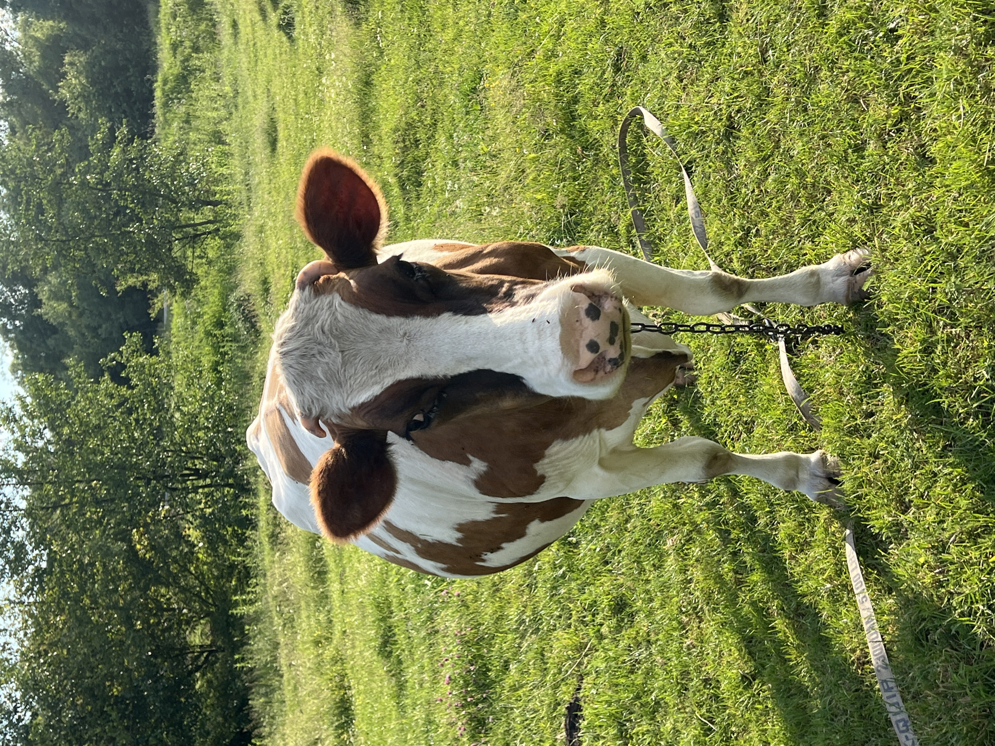 A brown and white cow stands in a grassy field. The cow is facing the camera, with its head slightly tilted. Its ears are perked up, and its eyes are looking forward. A chain is around its neck, and a strap is lying on the ground near its legs. The background is filled with trees and lush green grass. The image appears to have been taken on a sunny day, with shadows cast on the ground. This scene is located in Vertelka, Ukraine.