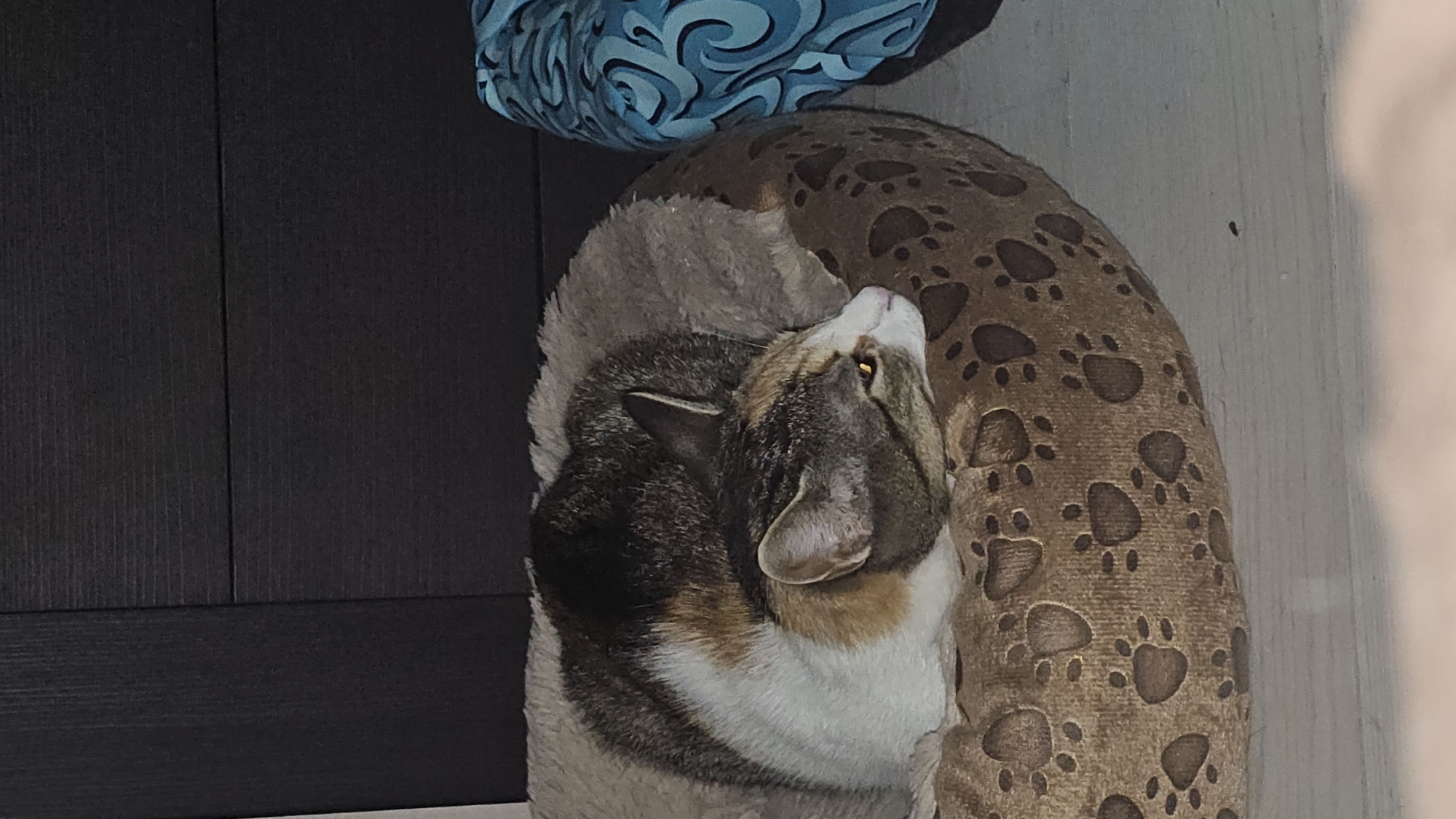 A calico cat is curled up asleep in a round pet bed. The bed is brown with a pattern of darker brown paw prints. The cat's fur is a mix of white, brown, and black. Its eyes are closed, and its head is resting on its paws. To the right of the cat, there is a blue cushion with a swirling pattern. In the background, a dark brown wooden surface is visible. The image appears to be taken indoors, possibly in a home in Rostov-on-Don, Russia.