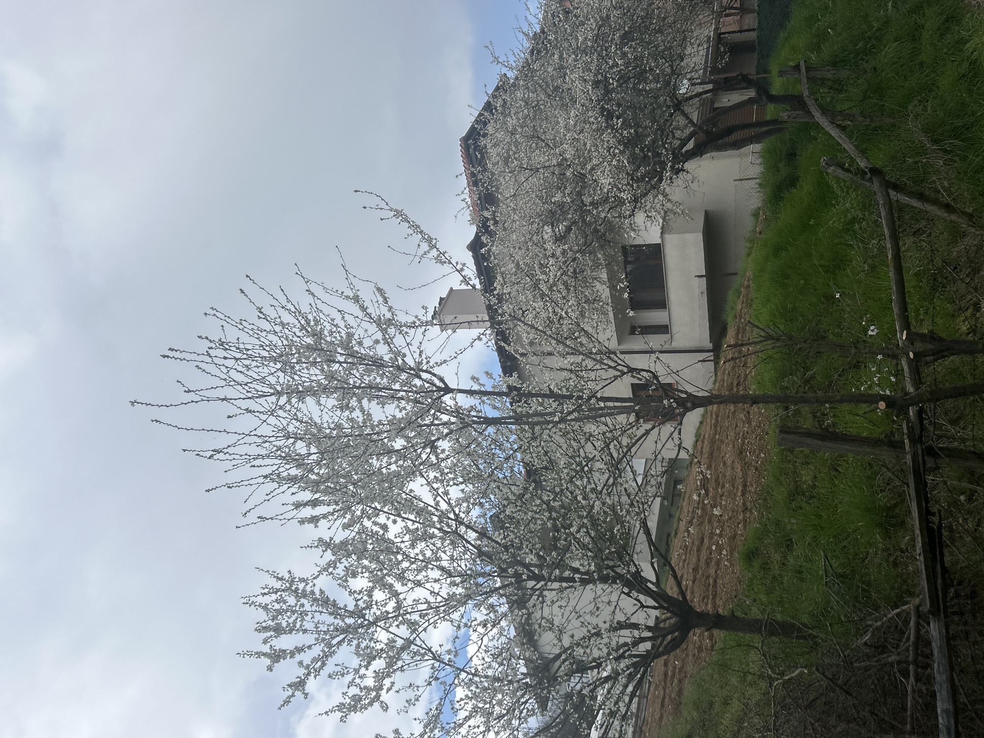 The image shows a residential scene in Zlatograd, Bulgaria. A white two-story building with a red-tiled roof is partially obscured by flowering trees. The trees have white blossoms, suggesting springtime. One tree is in the foreground, fully visible. The building has at least one visible window. The ground slopes upward towards the building, with patches of green grass and brown earth. In the foreground, a wooden fence-like structure is present, partially obscuring the view. The sky is overcast with a mix of blue and gray clouds. No people are visible in the frame.