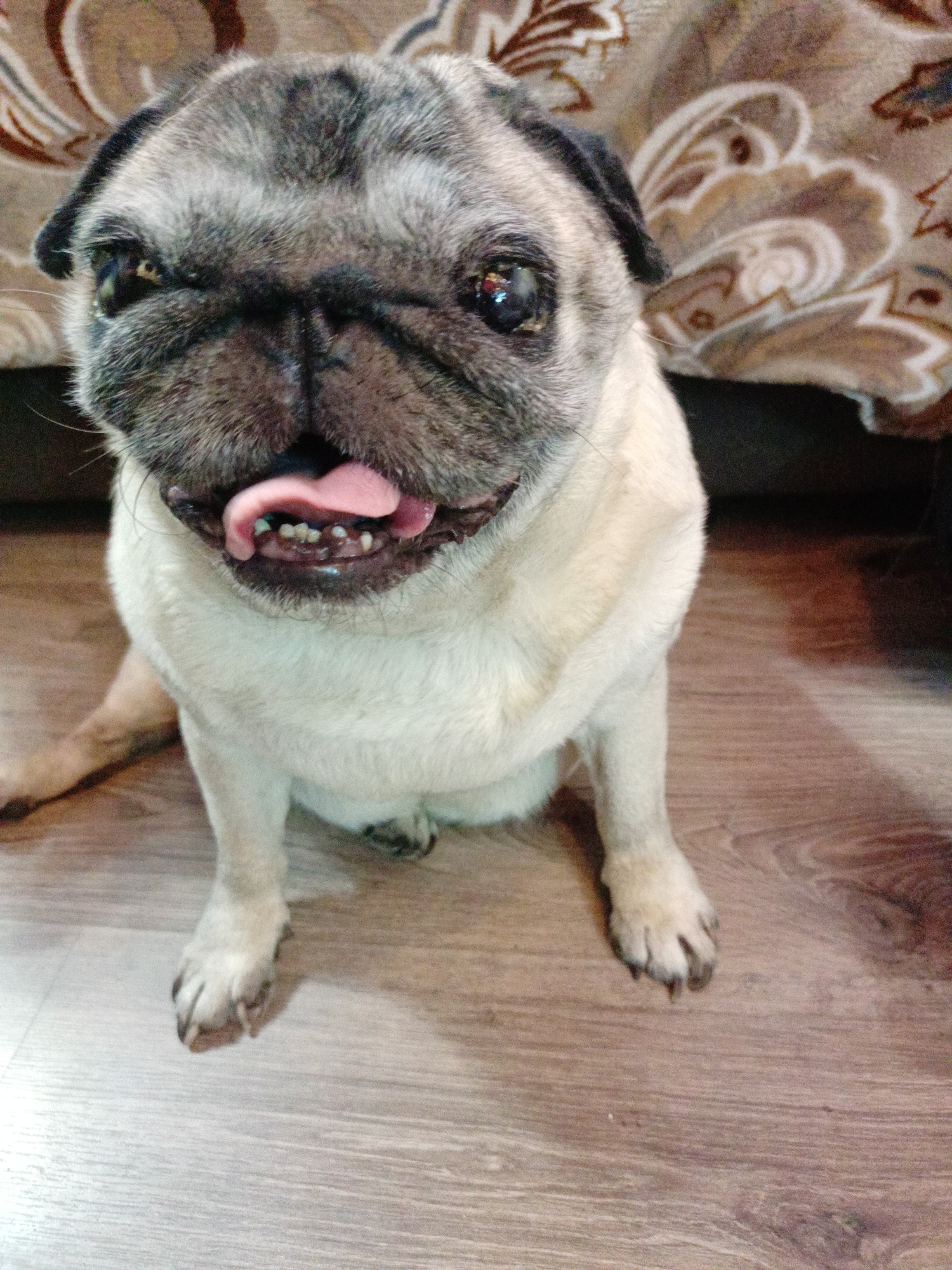 A pug is sitting on a wooden floor, looking at the camera with its mouth open and tongue out. The pug has fawn and black fur. Behind the pug, there is a patterned couch. The image does not contain any information about the location in the city of Almaty, Kazakhstan.