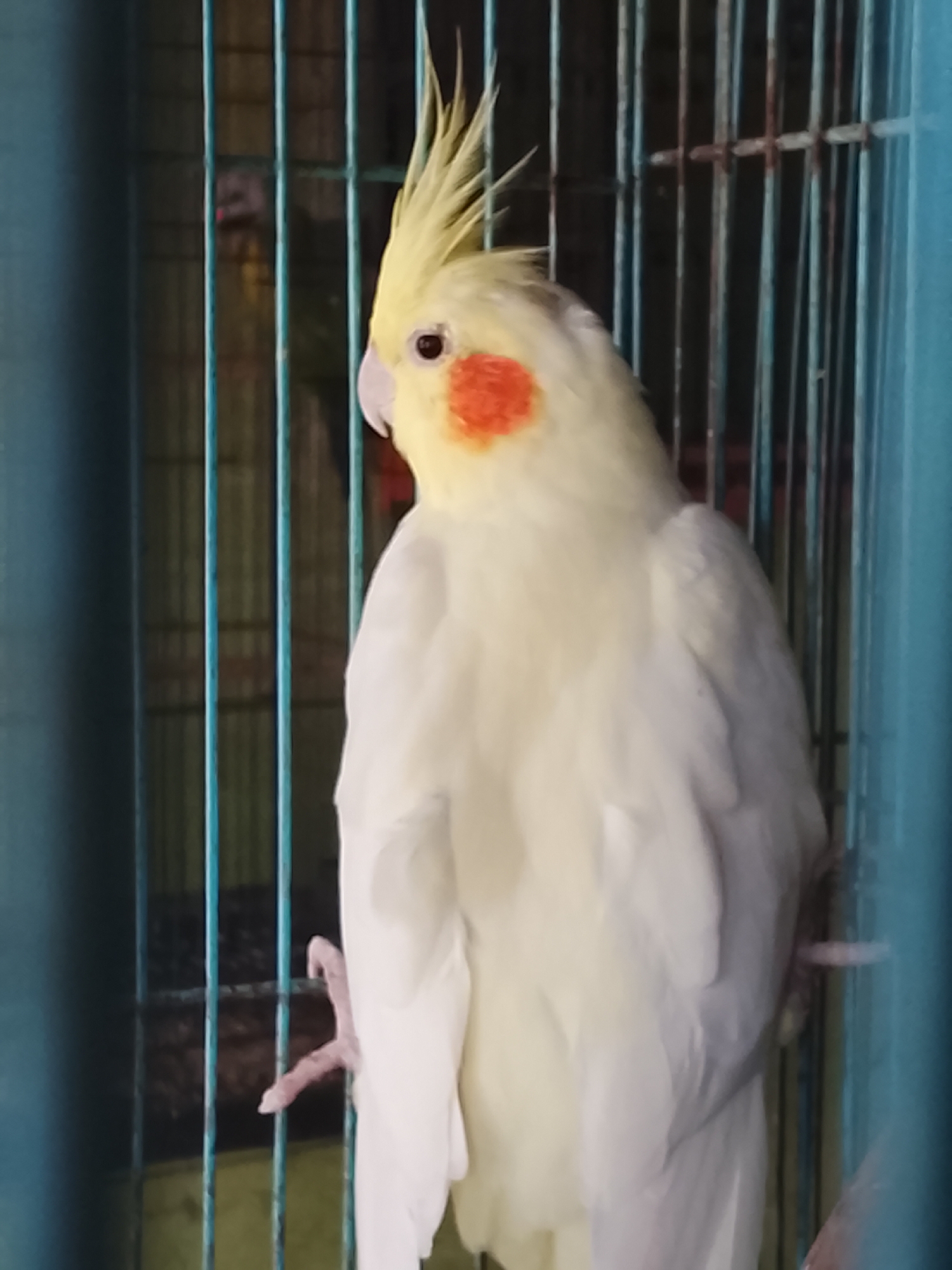 A white cockatiel with yellow crest and orange cheek patches is inside a cage. The bird is facing left, with its head turned slightly towards the camera. Its right foot is visible gripping the cage bars. The cage has blue bars and a dark background. There is a blurry figure in the background within the cage. The image appears to be taken indoors, likely in a residential setting.