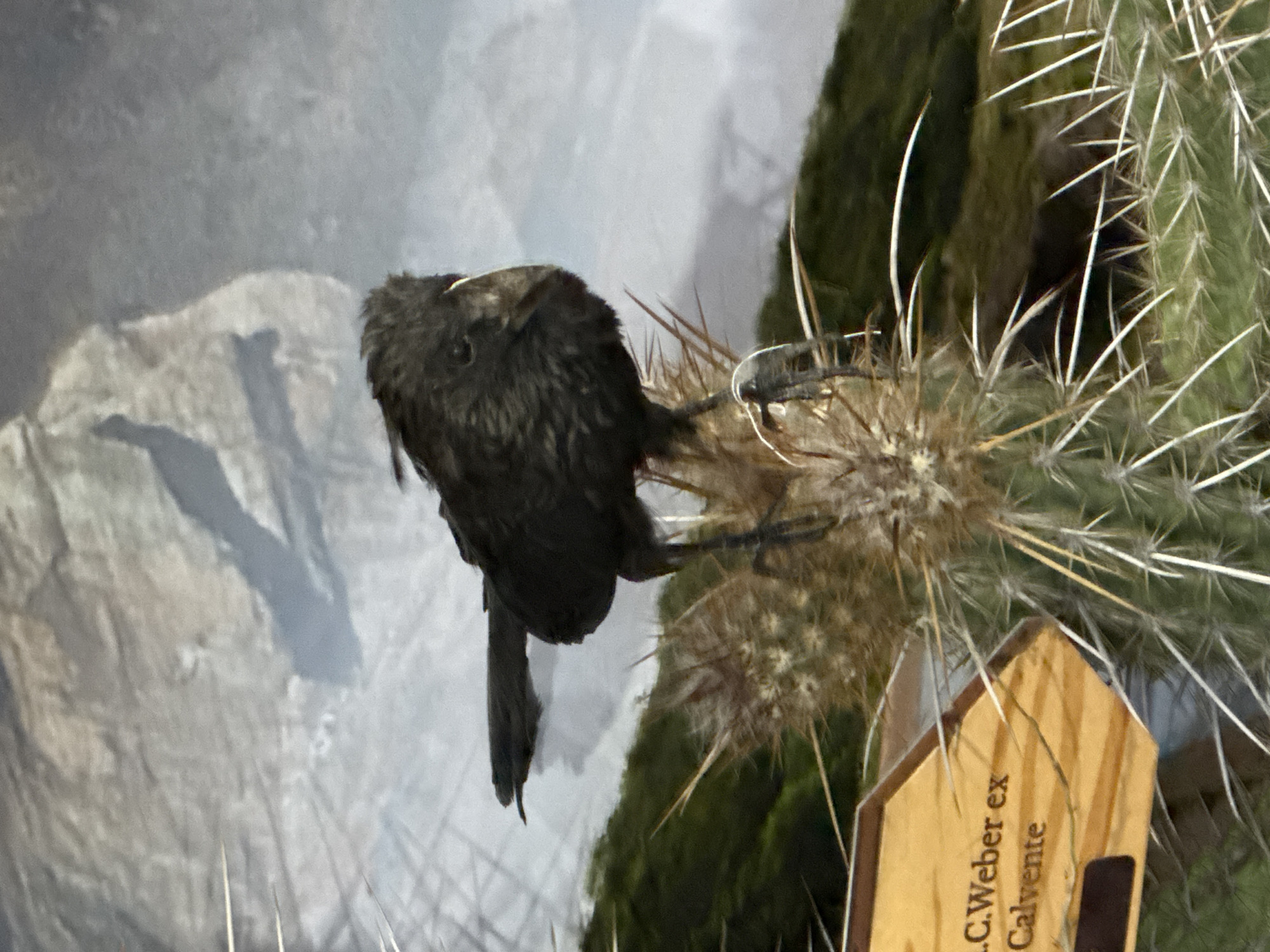 A dark-feathered bird, likely a corvid, is perched on a spiny cactus. The background is a blurred depiction of a rocky, mountainous landscape with hints of green vegetation, possibly representing a diorama or exhibit. A wooden sign with text, partially visible and reading ".C.Weber ex Calvente", is in the lower left corner of the frame. The lighting suggests an indoor environment, perhaps a museum or zoo. There are no people or identifiable elements placing this scene specifically in Niterói, Brazil.