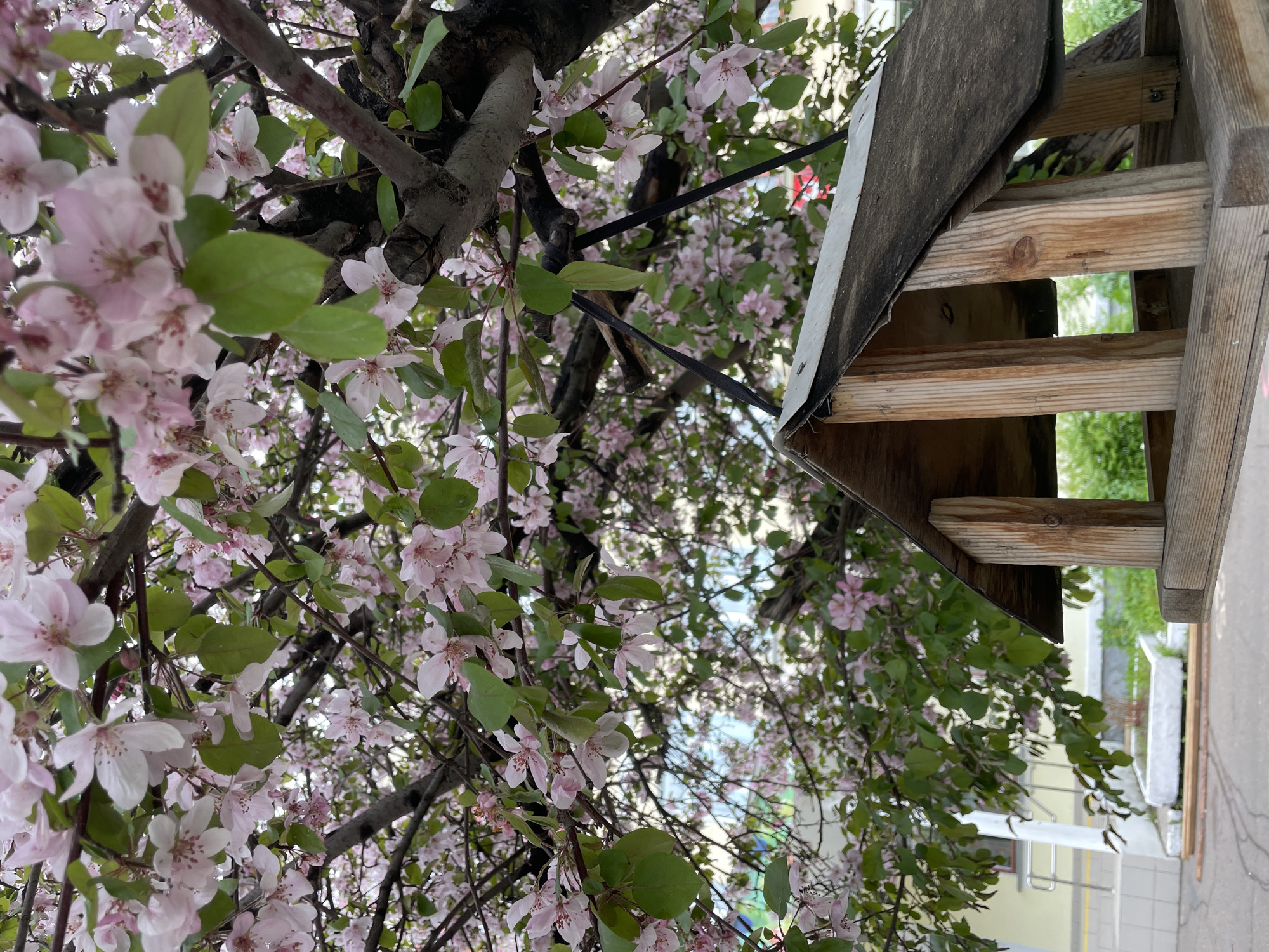 The image shows a birdhouse in Zheleznogorsk, Russia, viewed from below, with branches of a flowering tree surrounding it. The birdhouse is wooden with a slanted roof. The tree has pink and white blossoms with green leaves. The background includes glimpses of buildings and foliage. The image appears to be taken outdoors during the day.