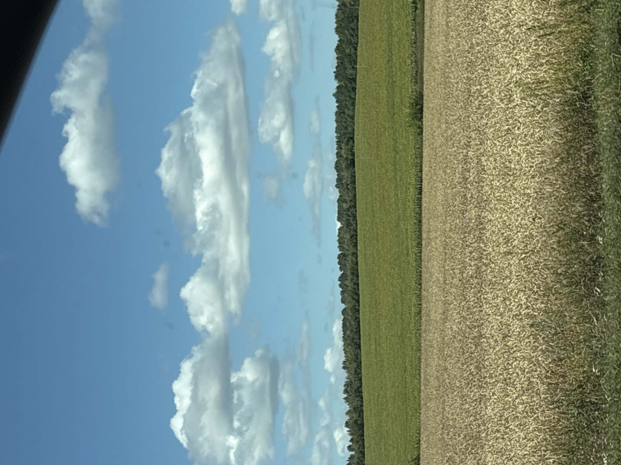 The image shows a rural landscape with a bright blue sky dotted with white clouds. In the foreground, a field of golden crops, possibly wheat or barley, stretches across the frame. Behind this, a field of vibrant green crops, likely corn, is visible. A dense line of trees forms the horizon, separating the fields from the sky. The scene appears to be in a rural area of Karan, Russia, given the vast agricultural fields and the type of vegetation. There are no people or animals visible in the image, and the overall atmosphere is one of tranquil, sunlit agriculture.