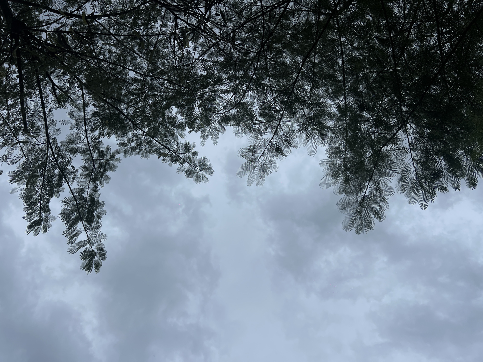 The image shows a view looking up through the foliage of a tree against a cloudy, overcast sky. The tree branches and leaves form a dense canopy across the top of the frame. The sky is uniformly gray and suggests a cloudy day. The location is in North Kuta, Indonesia.
