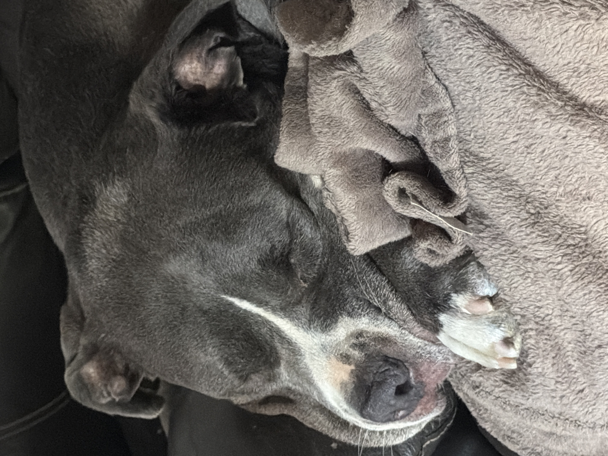 The image shows a close-up of a gray dog sleeping on a soft, brown blanket. The dog's head is resting on the blanket, and its eyes are closed. The dog's fur is short and dense, and it has a white stripe running down its nose. The blanket is made of a fuzzy material, and it appears to be folded in several places. The background of the image is dark and blurry, but it appears to be an indoor setting. The specific location in Esch-sur-Alzette, Luxembourg, is not identifiable from the image.