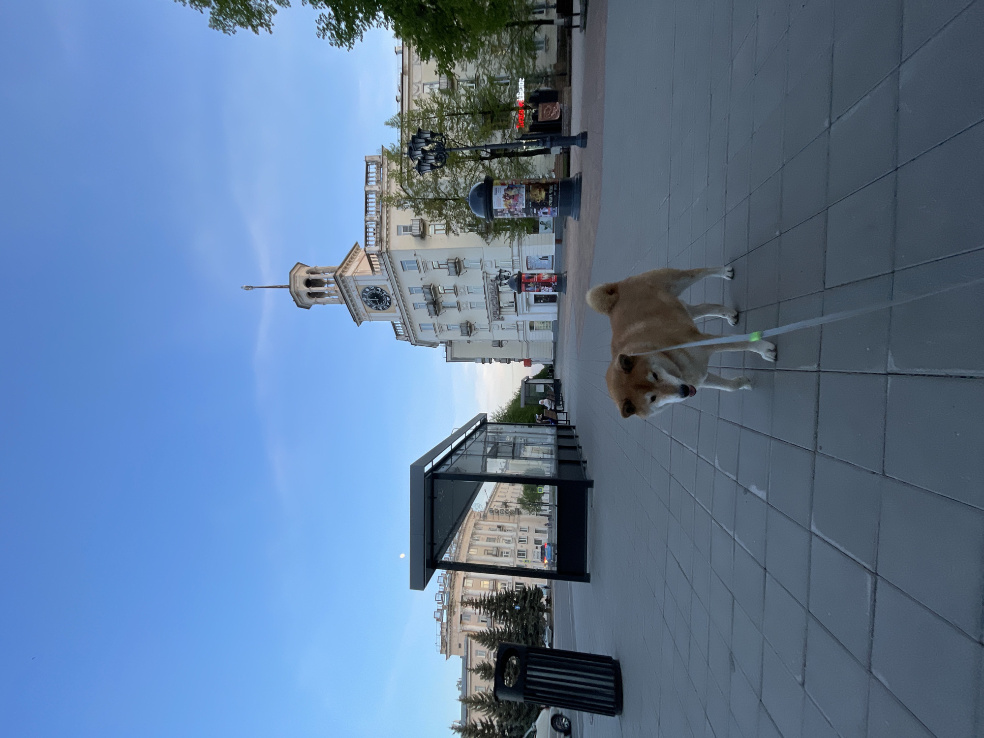 A Shiba Inu dog on a leash is on the sidewalk in Zheleznogorsk, Russia. The building with a clock tower, often referred to as the "Dom S Chasami," is visible in the background. A bus stop is in the foreground. The weather appears clear, with a blue sky visible.