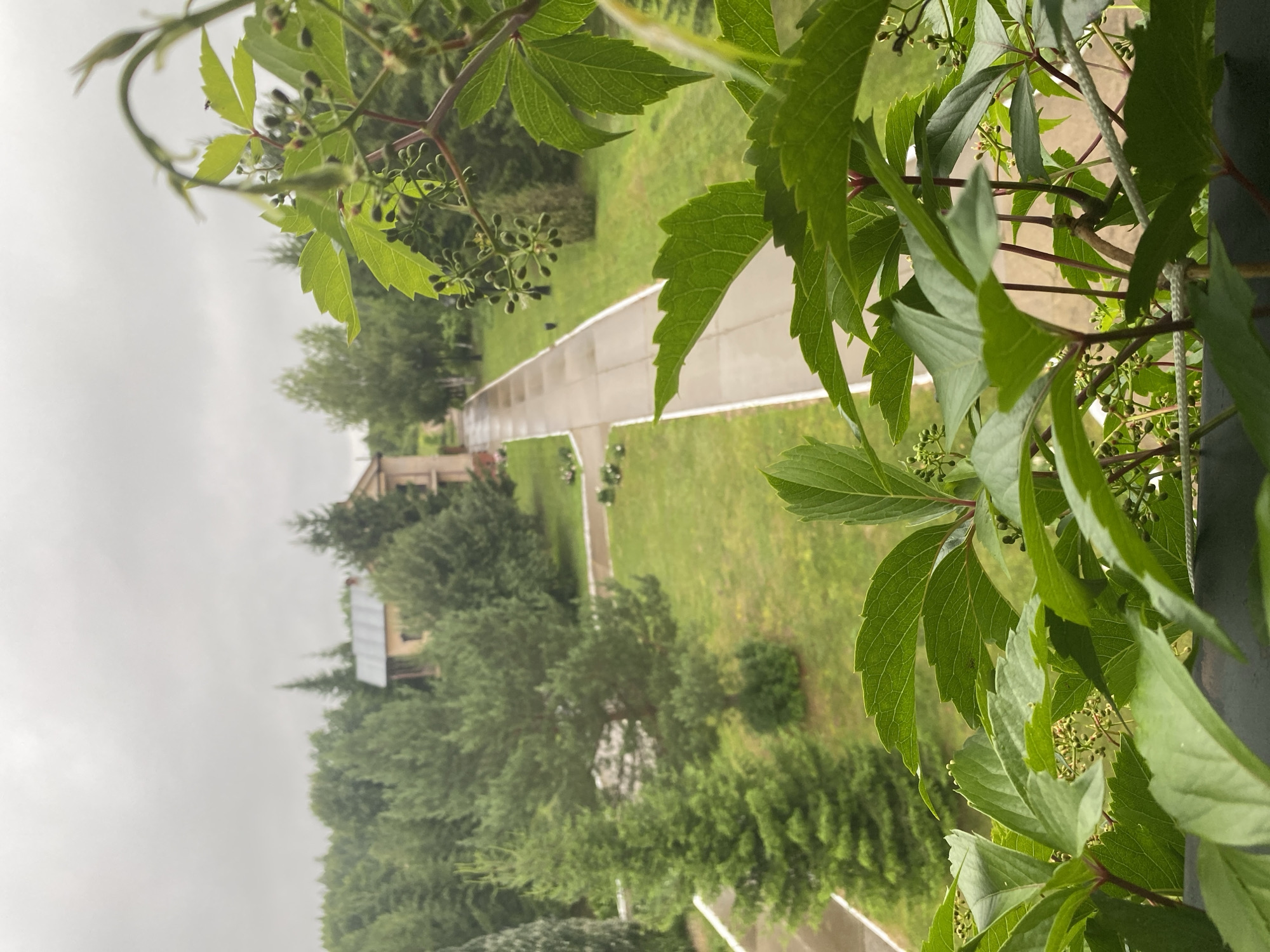 This media file is an eye-level, medium shot, captured in portrait orientation and rotated 90 degrees counterclockwise. The foreground is dominated by the vibrant green leaves and delicate stems of a climbing plant, likely Virginia Creeper given the location context of Zavod Mikhailovskii, Russia. These leaves are large, with serrated edges and visible veins, and some bear small, dark buds, suggesting late spring or early summer. A thin, white rope is visible on the right side of the frame, attached to a dark, vertical pole, hinting that this view is from a balcony or window.
Beyond the foliage, the scene unfolds as a pathway winding through a well-maintained grassy area. The pathway is paved with light-colored material and has distinct white borders. It leads towards a modest, light-colored building with a brown roof, partially obscured by mature green trees. Another, smaller building, possibly a shed or auxiliary structure, is also visible further down the path. The trees are lush and varied in size and shape, with some appearing to be pine trees and others deciduous. The overall impression of the setting is one of a tranquil, possibly institutional or residential complex, surrounded by abundant greenery.
The weather appears overcast, with a bright, diffused light suggesting a cloudy or misty day. The sky is a uniform, pale gray, contributing to a somewhat subdued but peaceful atmosphere. There is no indication of any people or specific activities taking place; the scene is static and serene. No text is visible in the media file. The rotation of the image implies it was captured in a vertical orientation and then turned for presentation.