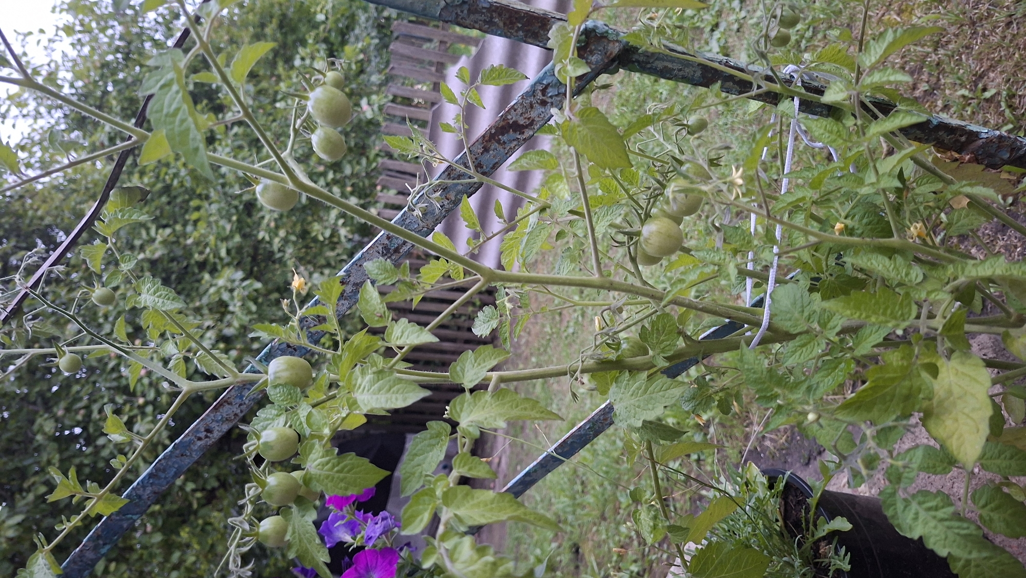A vertical shot captures a tomato plant with developing green fruit, supported by a weathered blue metal frame in an outdoor setting. The plant is lush with vibrant green leaves and several small, round green tomatoes are visible, some clustered together. A single yellow flower is also present on one of the branches. In the background, a wooden fence and dense green foliage can be seen. To the left of the tomato plant, a portion of a black pot with green foliage is visible. The scene appears to be a garden in Забалоцкі сельскі Савет, Belarus, with a focus on the tomato plant and its growing fruit.