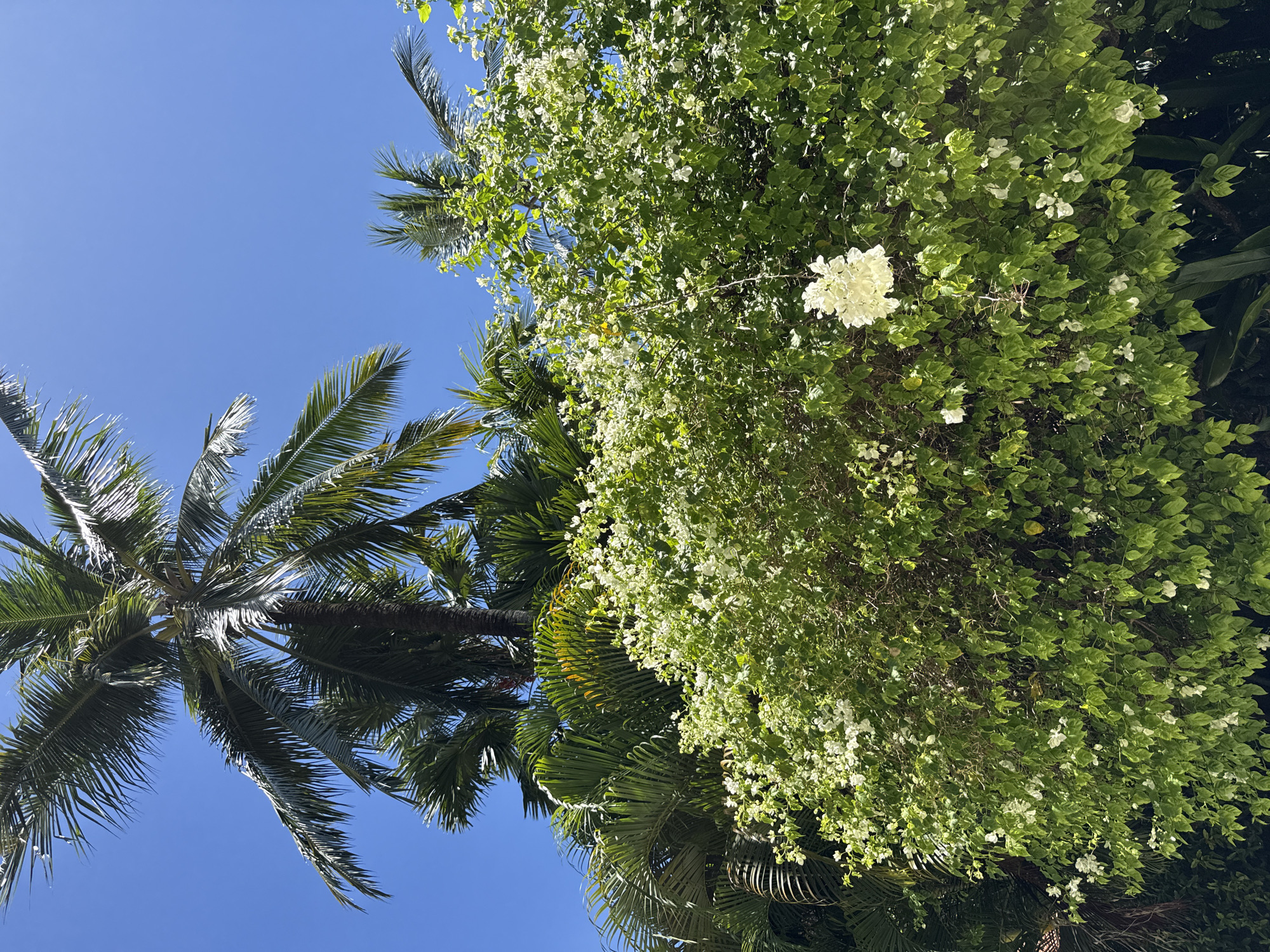The image, oriented at an unusual angle, captures a low-angle view of the sky in Nusa Dua, Indonesia. A clear blue sky serves as the backdrop. In the lower left, a tall palm tree extends upwards, its fronds reaching towards the sky. To the right, a canopy of lush greenery dominates, featuring various shades of green foliage interspersed with small white flowers. The foliage obscures the full extent of the trees and possibly other vegetation present. There are no discernible people, animals, or man-made structures other than the trees and plants themselves.