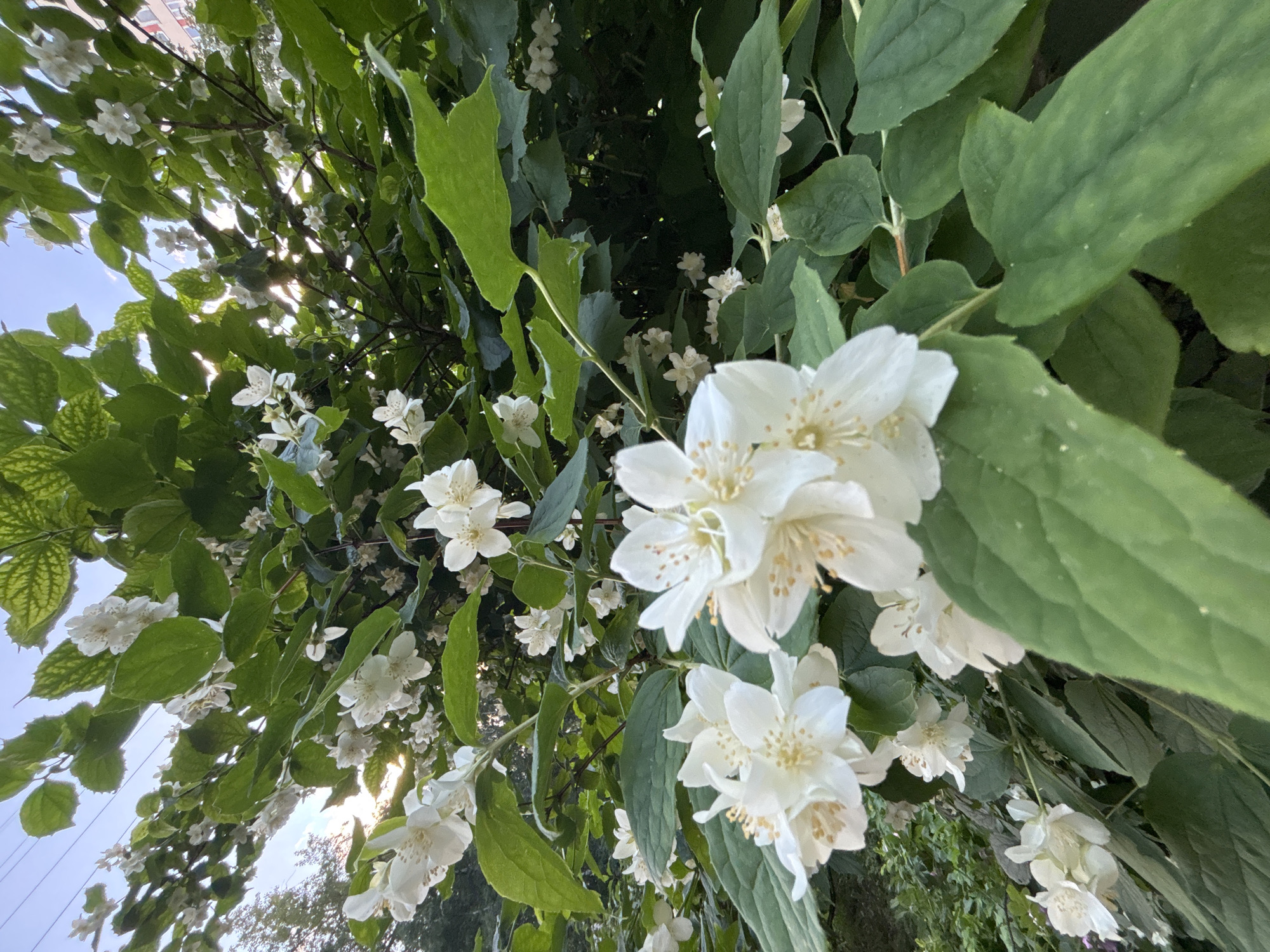 An outdoor medium shot captures a bush laden with white jasmine flowers and green leaves under a bright sky. The bush is positioned in the city of Sinyavino, Russia. The foreground features several prominent clusters of white jasmine flowers, their petals delicate and slightly translucent, with yellow stamen visible in the center. The leaves are a vibrant green, some broad and others more pointed, creating a lush backdrop. The sunlight filters through the leaves and flowers, casting dappled light and creating highlights. In the upper left of the image, telephone wires are visible against the sky, and a hint of a building can be seen in the far background on the right. The overall scene is one of natural beauty, likely captured on a clear day.