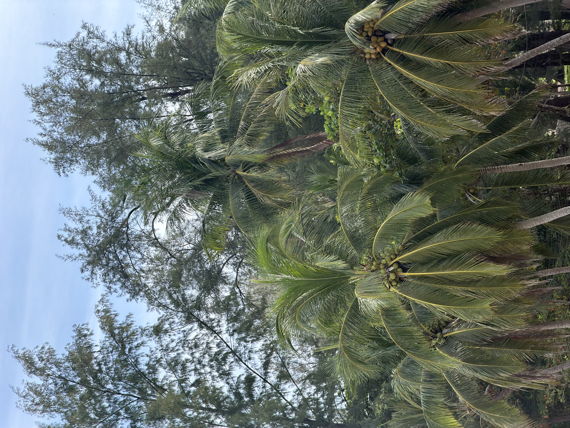 The image captures a dense canopy of palm trees in what appears to be a tropical coastal area, likely in Choeng Thale, Thailand. The palm trees, laden with coconuts, are the dominant feature, their fronds creating a layered texture against the sky. Interspersed with the palm trees are taller, conifer-like trees with feathery foliage, suggesting a transition zone between a beach and a more forested interior. The sky above is a pale blue with some scattered, wispy clouds, indicating fair weather. There are no people or visible human activity in the frame. The overall impression is one of lush, natural vegetation in a warm, humid climate.
