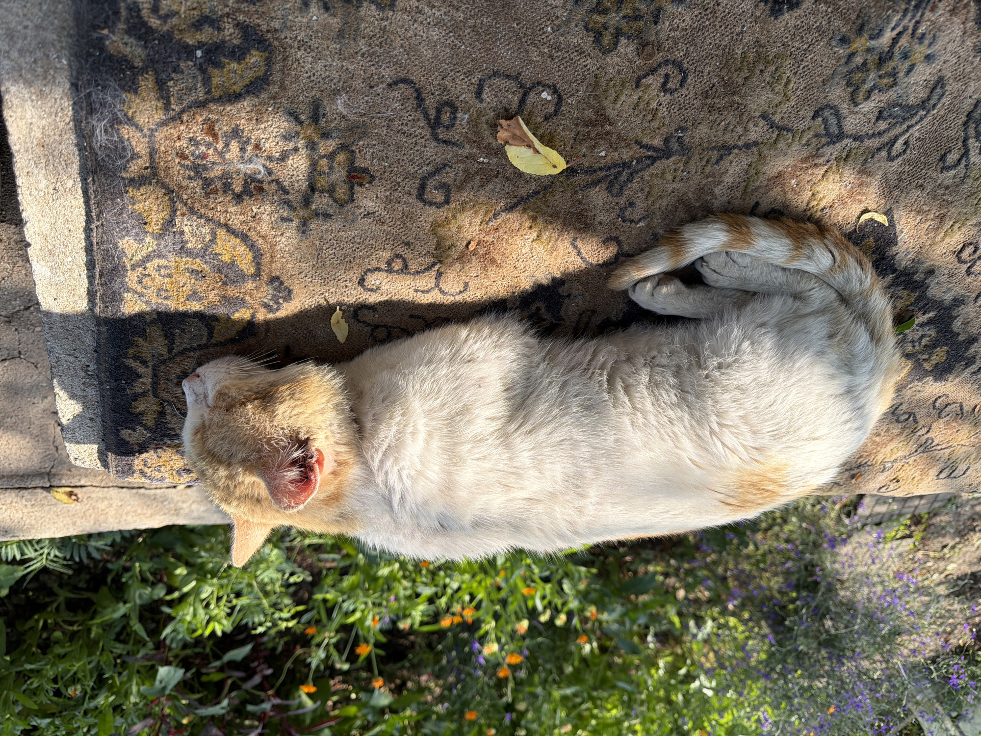 In Kaolinovo, Bulgaria, a ginger and white cat naps peacefully on a worn, patterned rug outdoors. The rug, with its faded floral design in black and yellow, lies on a flat surface, possibly a ledge or bench. Sunlight casts a strong shadow across the rug, suggesting it is midday.
The cat is curled up, its tail tucked neatly against its body. Its fur is predominantly white with ginger patches, particularly on its head and tail. The cat's eyes are closed, and its posture indicates deep relaxation.
Beside the rug, a lush garden thrives with green foliage and small, colorful flowers, including delicate purple blooms and bright orange ones. A few fallen leaves are scattered on the rug, and a single green leaf is visible near the cat's tail.
The overall impression is one of tranquility and contentment, with the cat enjoying a warm, sun-drenched nap in a natural setting. There is no visible text in the image.