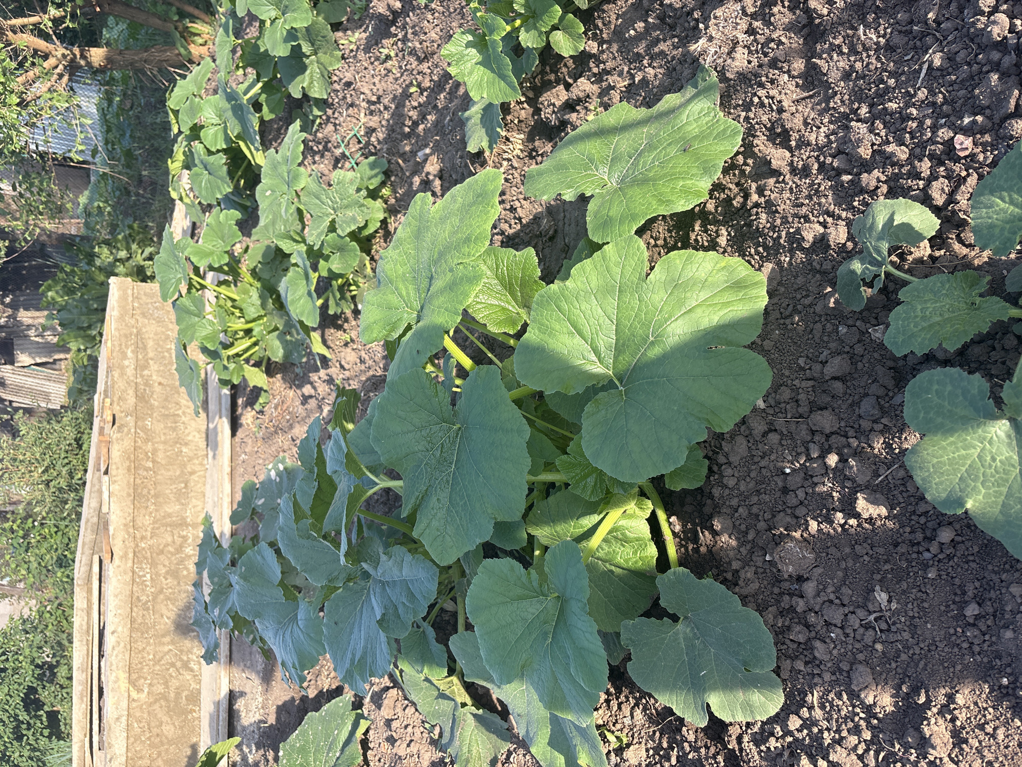 The image shows a close-up view of young pumpkin plants growing in a garden bed. The plants have large, green, heart-shaped leaves with prominent veins. The soil is dark brown and appears to be well-tilled. In the background, a wooden structure, possibly a raised garden bed or a planter box, is visible. Behind the wooden structure, there is dense green foliage and some fencing. The scene is bathed in the warm light of the sun, casting shadows on the soil. The location is identified as Sovkhoza "Razdol'e", Russia. There are no people or animals visible in the image. The overall impression is one of a flourishing vegetable garden.