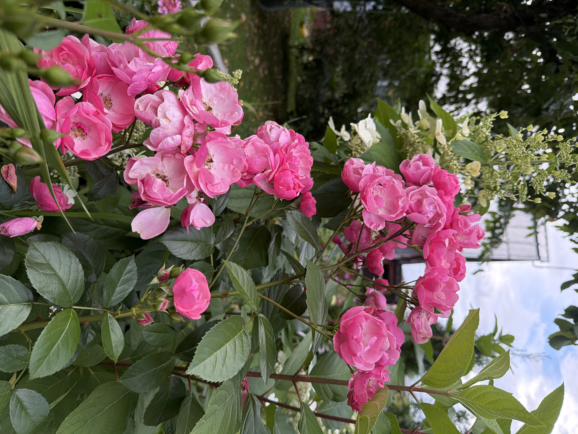 A close-up, eye-level shot captures a cluster of vibrant pink roses in bloom. The roses are the primary subjects, with their delicate petals and dark centers drawing the viewer's attention. They are arranged in a dense bush, interspersed with dark green foliage and some unfurled buds. In the background, hints of a yard are visible, including a blurry green lawn, a hint of a wooden fence, and some trees. The sky, visible in the upper right corner, is partly cloudy with patches of blue. The scene appears to be outdoors, likely in a garden, and the overall impression is one of natural beauty.