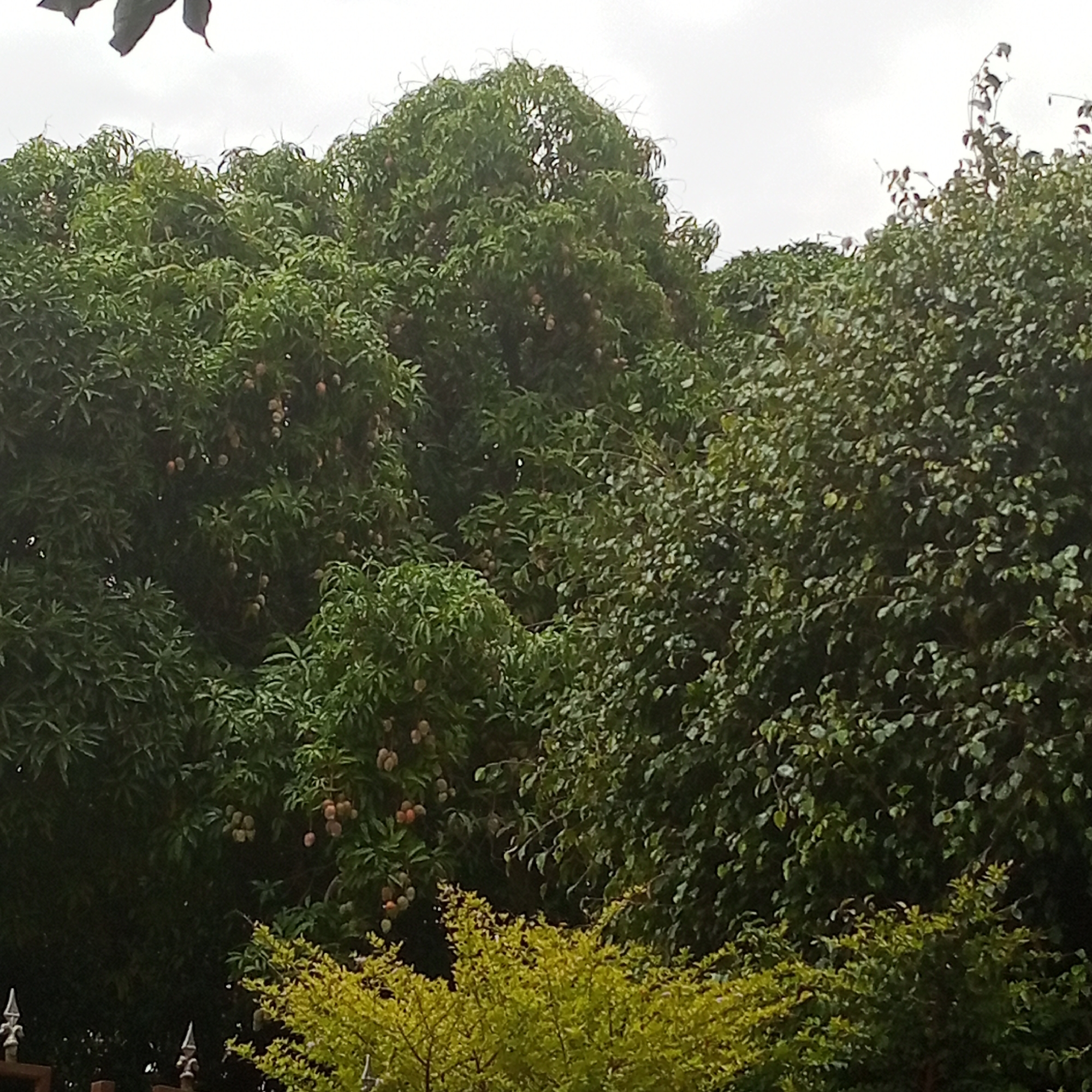 The image shows a lush, dense collection of trees, likely in the city of Jos, Nigeria. The trees appear to be fruiting, with small, round objects hanging from their branches. A patch of yellowish-green shrubbery is visible near the bottom of the frame, contrasting with the darker green of the taller trees. The sky is overcast. A fence can be seen in the very lower left of the frame.