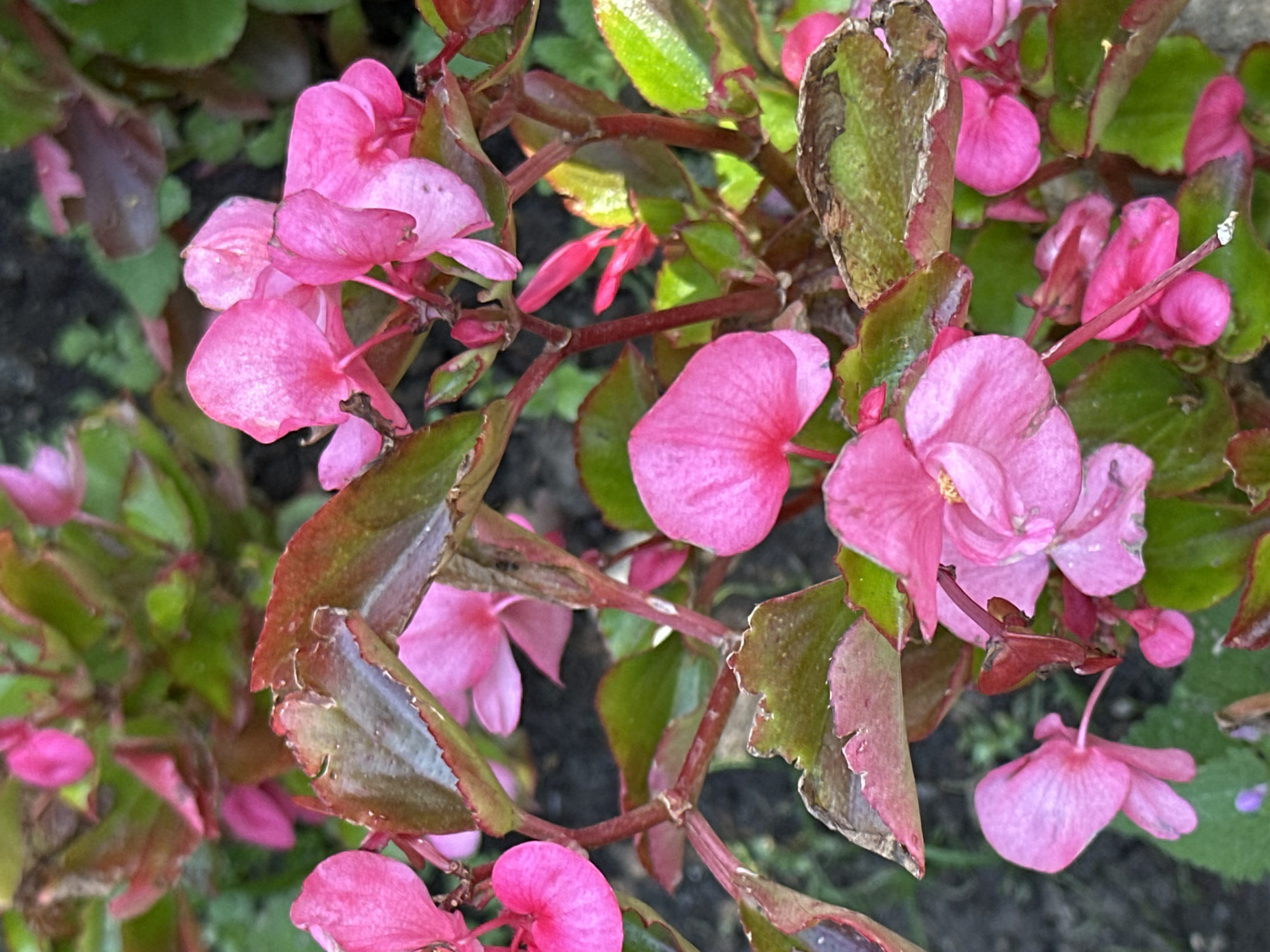 The image is a close-up, eye-level shot of pink begonia flowers and their dark, reddish-green foliage. The flowers are delicate and translucent, with some showing signs of wilting or browning at the edges. The leaves are broad and veined, with a matte finish. The background is out of focus, showing dark soil and more greenery. The scene appears to be a garden or planter, likely outdoors. The image does not provide any information that would indicate its location in Podolsk, Russia, or any specific city.