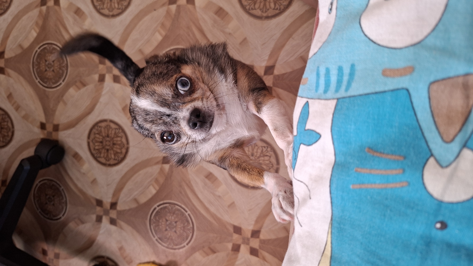 A chihuahua dog with heterochromia, meaning one eye is blue and the other is brown, is captured in a high-angle shot. The dog is in the foreground, leaning over a blue and white patterned blanket with cartoonish designs. Its front paws rest on the edge of the blanket, and its head is tilted upwards, looking directly at the camera. The dog's fur is a mix of brown, white, and black. The background features a tiled floor with a brown and beige circular pattern. Part of a black office chair is visible in the upper left corner of the image. The location is an indoor setting. The image was taken in Novoilinsky, Russia.