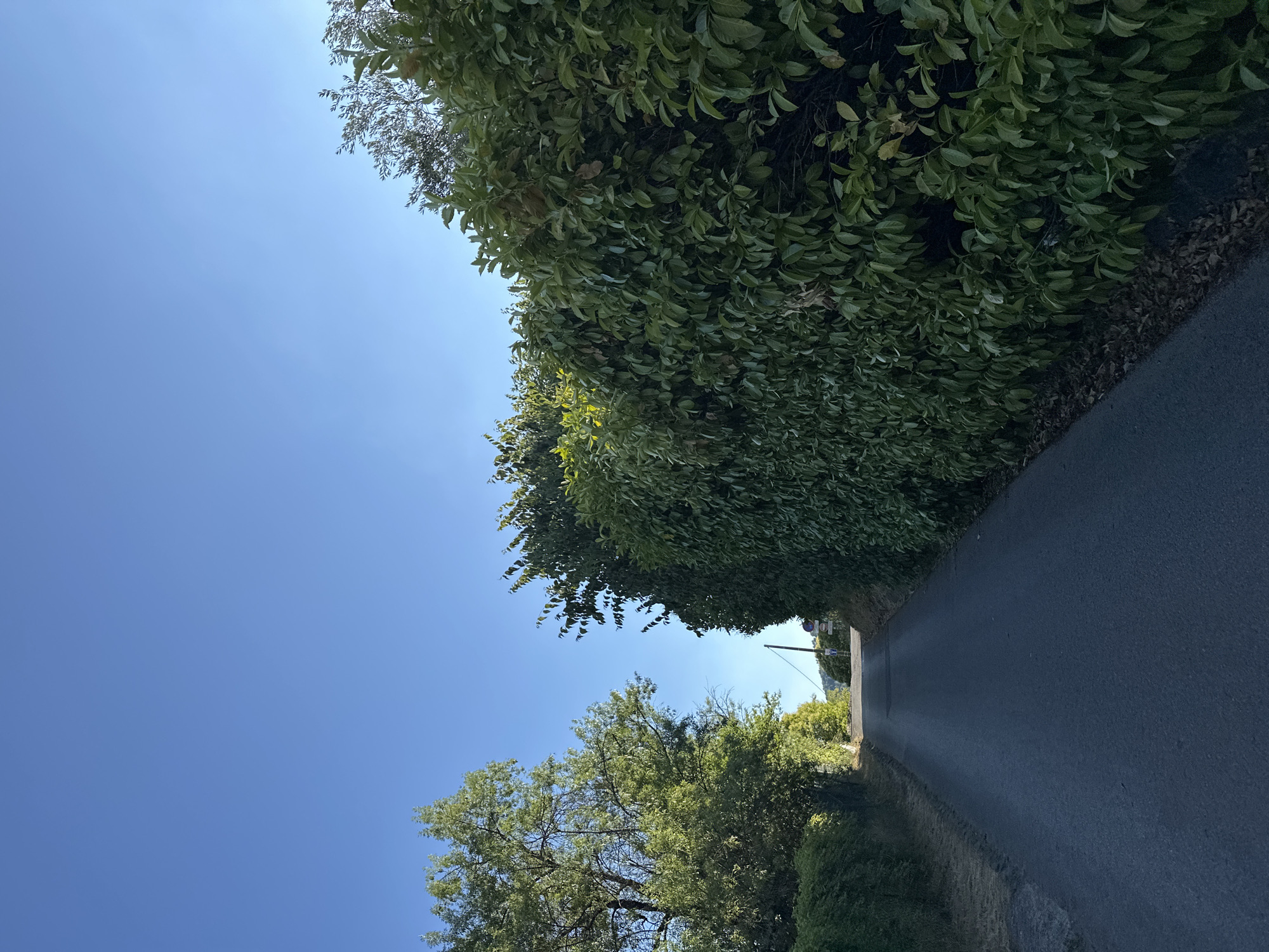 A paved road winds uphill between a dense, manicured hedge on the right and a line of trees and smaller hedges on the left. The road is dark asphalt with some scattered debris. The hedge is comprised of dark green, leafy shrubs. The trees on the left are also leafy and green, with some sunlight filtering through their branches. The sky is a clear, bright blue. In the distance, at the top of the incline, there are some road signs and what appear to be buildings. The scene suggests a rural or suburban setting in Générargues, France, likely during daylight hours given the clear sky and sunlight. No people are visible in the image.