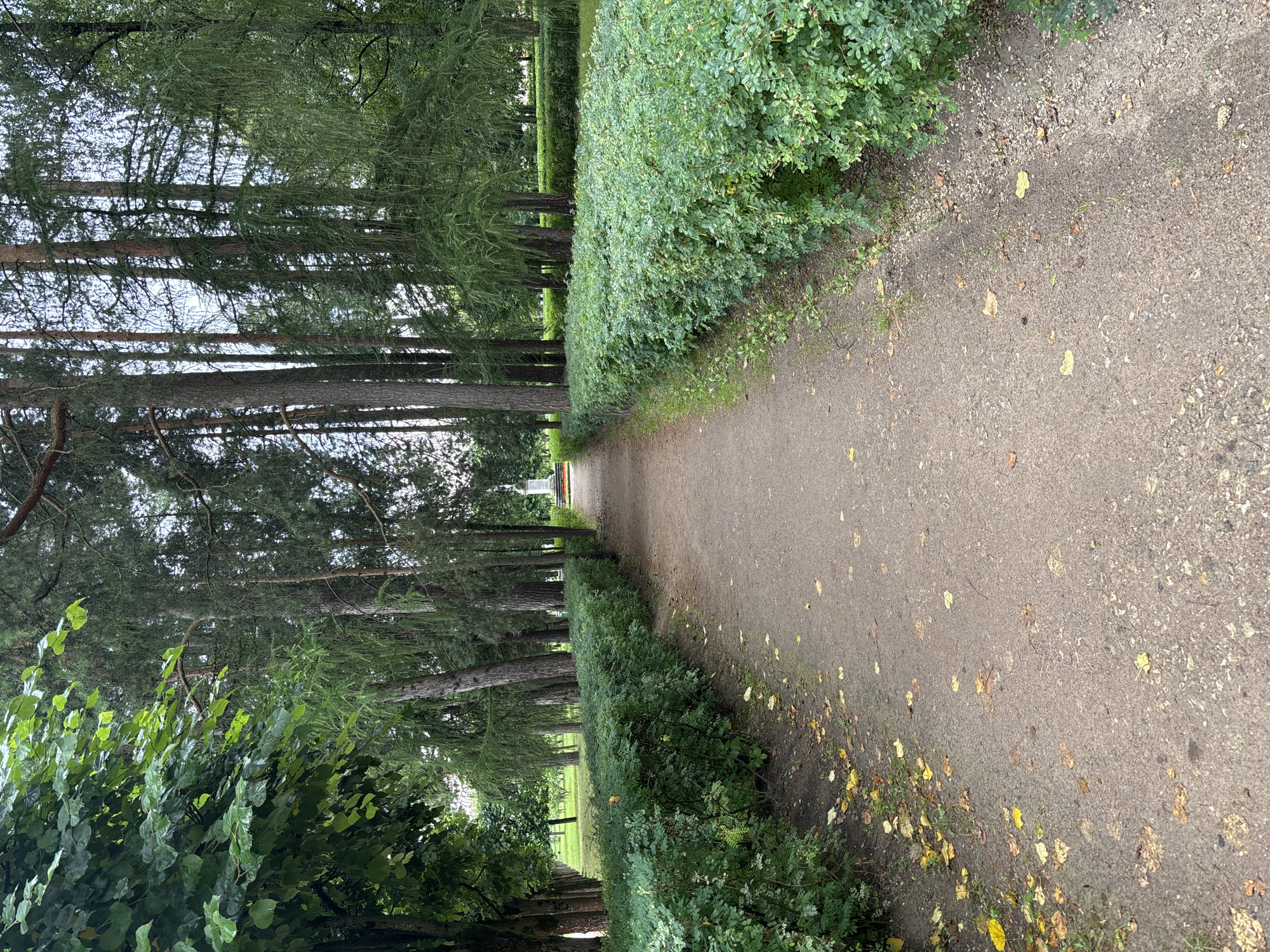 The image shows a dirt pathway in a park or garden in Arkhangel'skoe, Russia. The pathway is lined on both sides by neatly trimmed green hedges. Beyond the hedges, tall pine trees form a dense canopy, with sunlight filtering through the branches. In the distance, a white statue or monument is visible at the end of the pathway. Scattered fallen leaves are present on the pathway and the edges of the hedges. The overall scene suggests a peaceful, natural setting within a park.