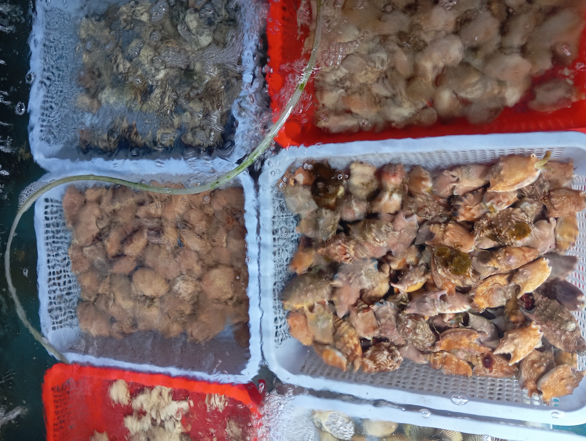 The image shows a close-up, high-angle view of several plastic baskets filled with seafood in water. The baskets are stacked or arranged next to each other, some with perforated white sides and others with red sides.
In the top left, a red basket contains a light-colored, textured seafood item, possibly fish or shrimp, partially submerged in water.
Next to it, a white perforated basket is filled with many small, round, brown seafood items. Water is flowing into this basket, creating ripples and bubbles.
To the right of that, another white perforated basket is filled with what appears to be oysters or mussels, partially covered by rippling water.
Below these, a white perforated basket in the foreground is filled with numerous medium-sized, conical shells, many with distinct spiny protrusions. These appear to be a type of sea snail, possibly whelks or conchs. They are predominantly a yellowish-brown color, with some darker brown or reddish accents.
To the right of this basket, a red plastic container is filled with a light-colored, fluffy-looking seafood, also submerged in water with some visible bubbles.
The overall environment suggests a seafood market or a holding area for live seafood. The presence of running water indicates that the seafood is being kept fresh. Without further context or identifying markers, the specific location within Nha Trang, Vietnam, cannot be determined from the image alone, though such displays are common in coastal Vietnamese markets. There are no people visible in the frame.