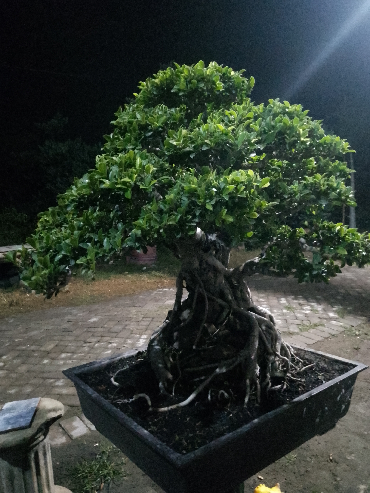 A bonsai tree with dense green foliage and exposed, gnarled roots is planted in a rectangular black pot. The pot sits on a patterned brick surface, likely a walkway or patio. The background is dark, suggesting it is nighttime, with some indistinct shapes of trees and foliage visible. The lighting appears to be artificial, with a light source casting a beam from the upper right. The scene is set outdoors, possibly in a garden or courtyard. There are no people or animals visible in the image. The overall impression is one of a carefully cultivated plant presented in a controlled environment.