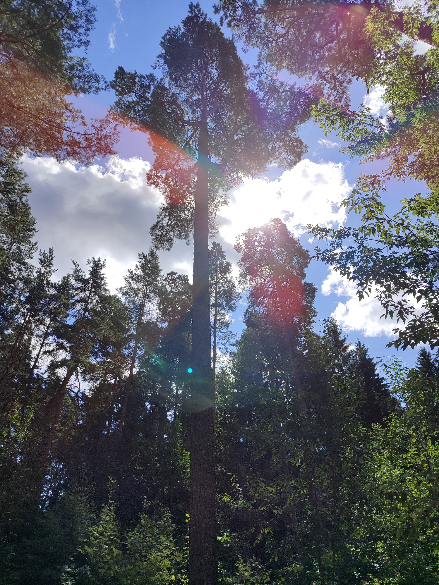 This is a low-angle, full-shot photograph looking up into a forest canopy on a sunny day. The sky is a bright blue with scattered white clouds. The sun is shining intensely, creating lens flare and bright spots throughout the image, particularly in the center and upper right. Several tall trees, appearing to be pines, dominate the scene, their dark green needles contrasting with the blue sky. Some deciduous trees with lighter green leaves are also visible, framing the edges of the shot. Sunlight filters through the leaves, creating bright patches and shadows within the forest. The overall impression is one of a sun-drenched, dense forest. There are no people or animals visible in the image. The location is identified as Unknown, Unknown.
