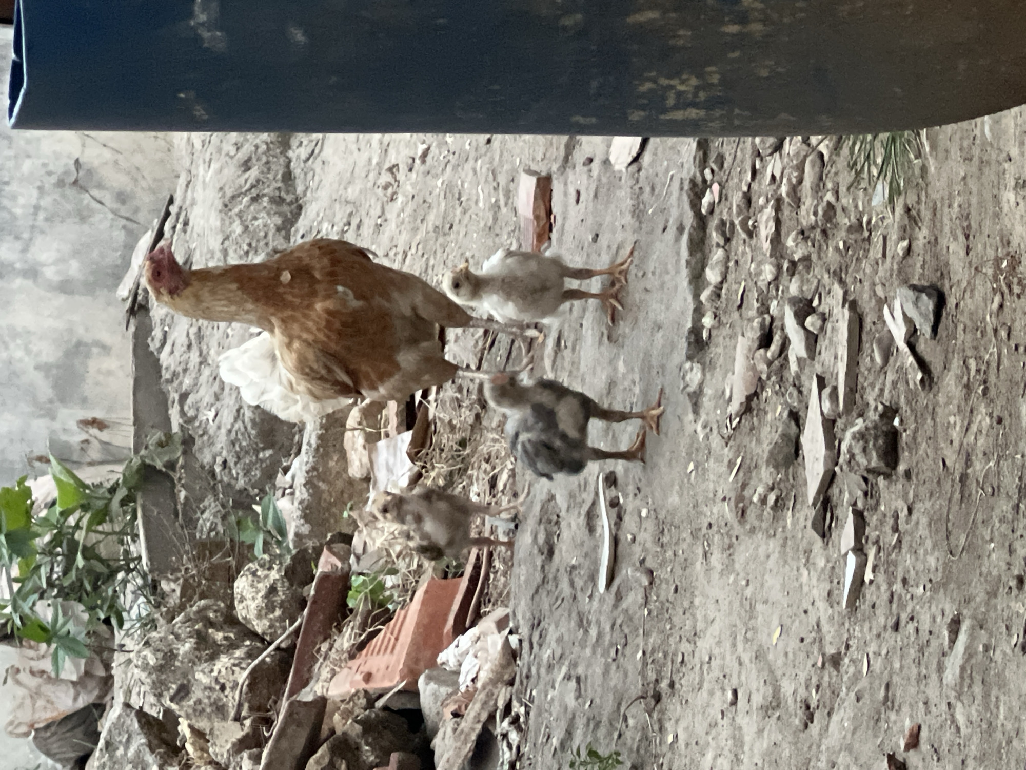In Klapanunggal, Indonesia, a hen stands behind three chicks on a dirt ground scattered with debris. The hen is light brown with a reddish head. The chicks are of varying colors: one is light brown, one is gray, and the third is yellowish-white. In the background, a blue cylindrical object stands to the right, partially obscuring a weathered wall and piles of rocks and bricks. Green foliage is visible in the upper left corner.