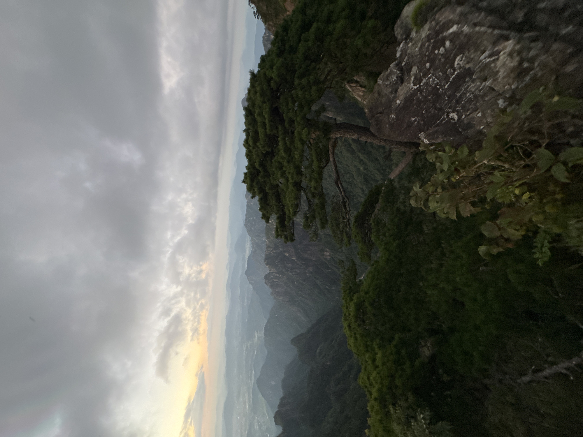 This is a scenic photograph of a mountain landscape, likely taken in Huangshan District, China, known for its dramatic peaks and unique pine trees. In the foreground, a large pine tree with a sprawling canopy dominates the right side of the frame, its branches extending outwards over a rocky outcrop. The tree's trunk is visible, and its needles are dark green, indicating healthy foliage. The rocks in the foreground are rough and textured, with some patches of lighter coloration.
Beyond the foreground tree, the landscape unfolds into a series of mist-covered mountains. The peaks are layered, creating a sense of depth and vastness. The lower slopes are densely forested with green vegetation, transitioning to more rugged, rocky formations further into the distance. The sky above is overcast with thick, gray clouds, but there is a subtle glow of dawn or dusk, with a hint of yellow and orange light peeking through the clouds on the left horizon. The overall atmosphere is serene and somewhat moody, characteristic of mountain scenery in the early morning or late afternoon. There are no people visible in the image. The lighting suggests it is either sunrise or sunset.
