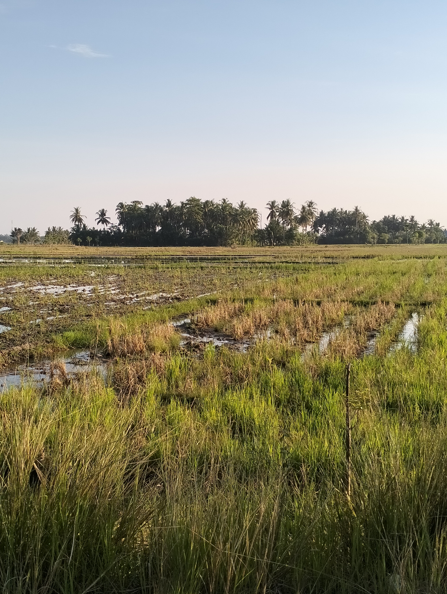 The image depicts a rural landscape in Meunasahalue, Indonesia, featuring a rice paddy field under a clear, pale blue sky. The field is partially flooded and uneven, with patches of green grass and dried stalks. In the background, a dense line of palm trees and other vegetation forms a natural boundary. The foreground is dominated by tall, green grass that partially obscures the view of the field. The lighting suggests it is either early morning or late afternoon. There are no people or animals visible in the scene.