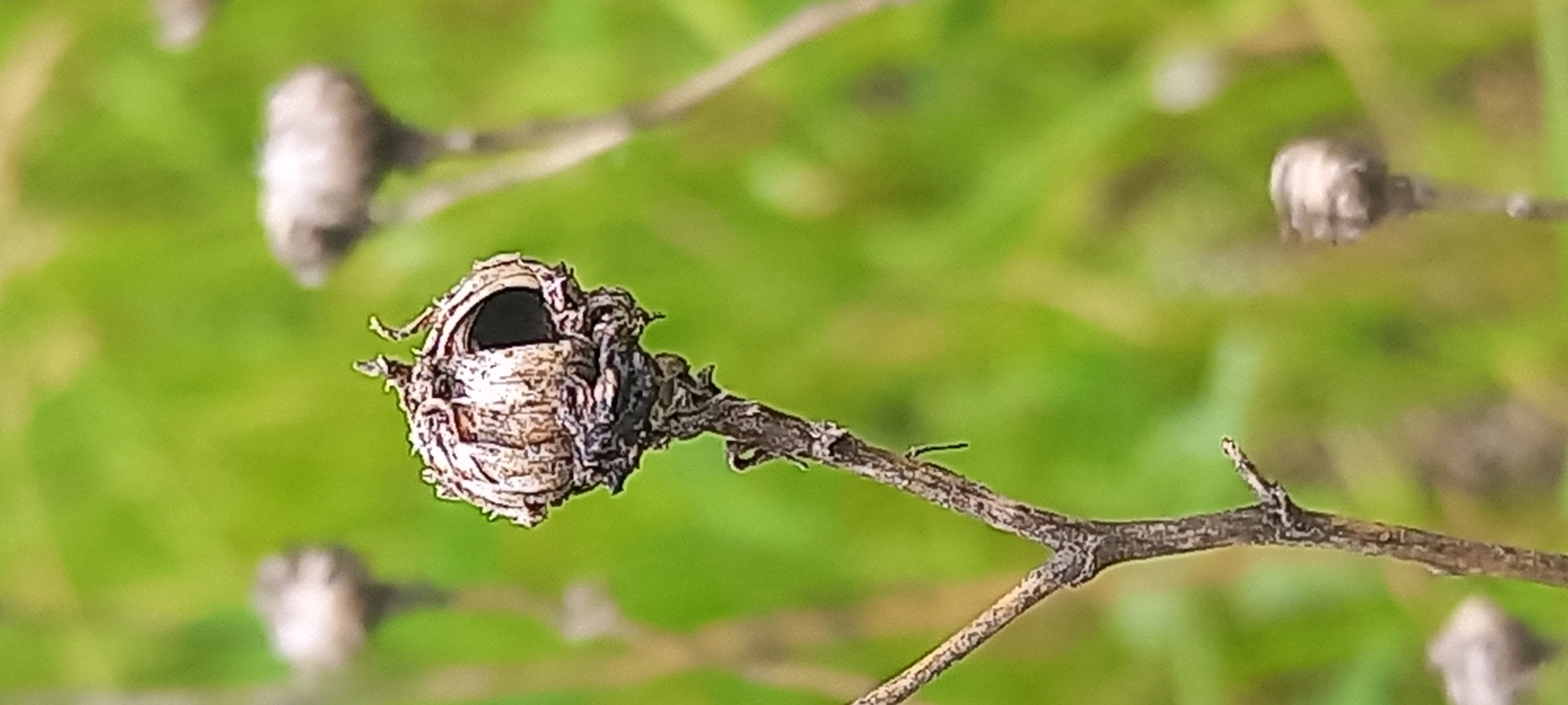 This close-up photograph features a dried, intricate plant structure, likely a seed pod or gall, attached to a slender, woody stem. The main subject, positioned centrally, exhibits a rough, textured surface with varying shades of beige, brown, and dark grey. It has a distinct, dark, circular opening on its upper side, resembling a small nest or an eye. The stem is dry and brownish, extending from the bottom right towards the left.
The background is a soft, out-of-focus blur of vibrant green, suggesting lush foliage. Several other blurred, similarly dried plant forms, possibly seed pods or flower heads, are visible in the background, further out of focus. The image uses a shallow depth of field, bringing the main plant structure into sharp focus while blurring the surroundings.
No activity is depicted, as it is a static image of natural elements. The natural lighting suggests it was taken during the daytime. There are no visible people or text. The scene conveys a sense of natural detail and the lifecycle of plants, set outdoors in Zolota Poliana, Ukraine.