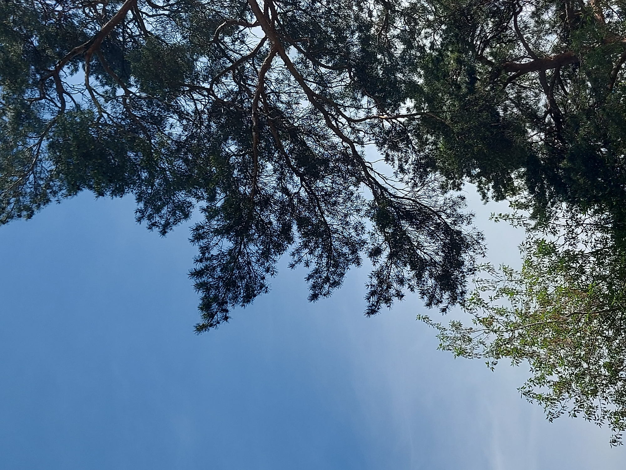The image shows a view looking up at the sky through tree branches. The sky is blue and slightly overcast. The branches are from coniferous trees, with dark green needles, as well as a deciduous tree with lighter green leaves. The exact location in Izhevsk, Russia cannot be determined from the image alone.