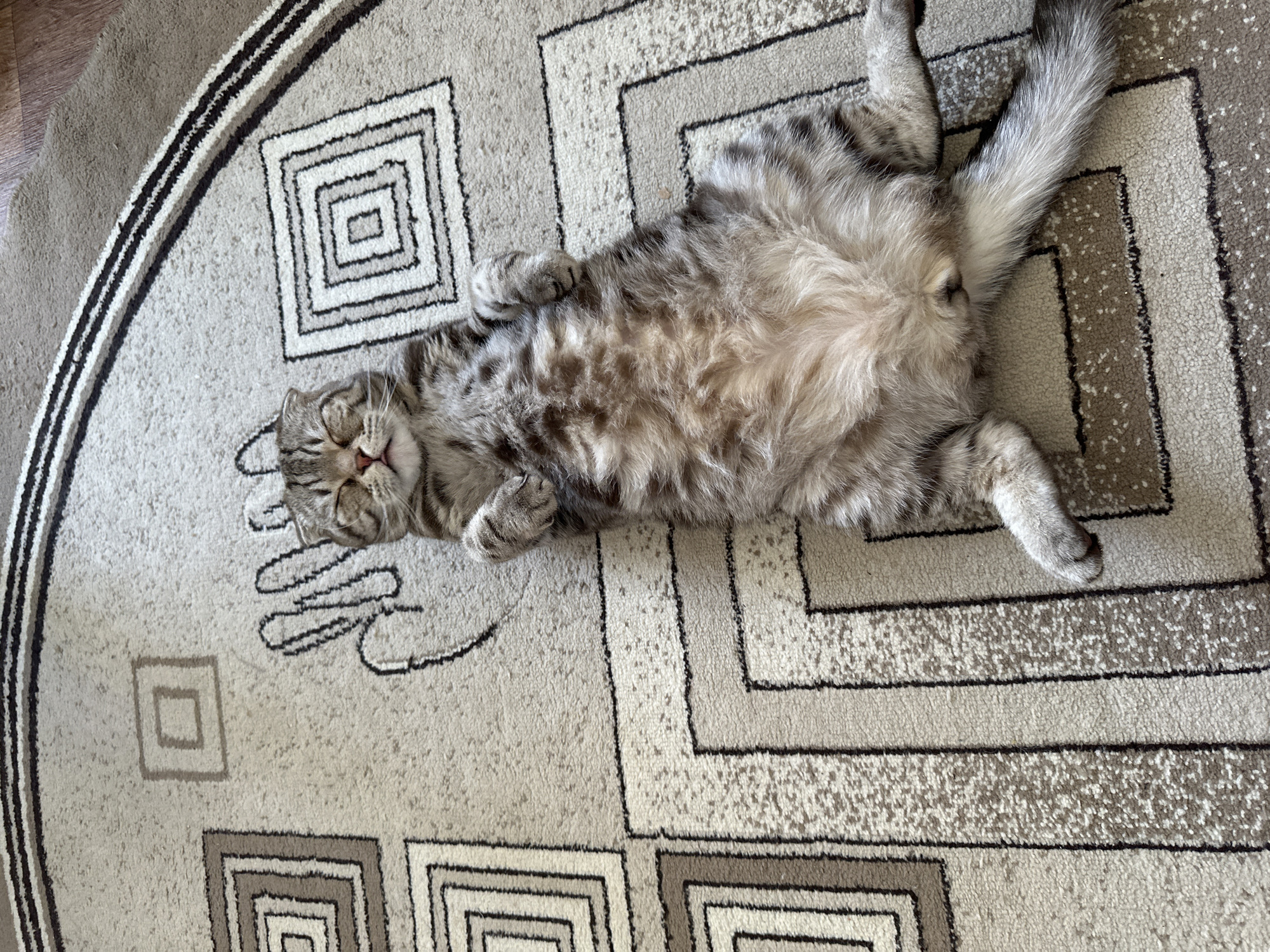 A gray tabby cat is lying on its back on a round rug with a geometric pattern in shades of beige, brown, and gray. The cat has its eyes closed and appears to be sleeping. One paw is curled up near its face, and its tail is extended. The rug is placed on a wooden floor near what looks like the edge of another carpet. The location is indeterminate.