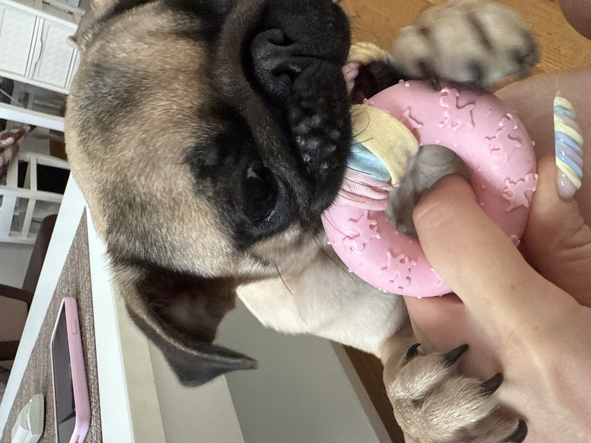 A close-up, eye-level shot shows a pug puppy playing with a pink ring toy. The puppy's face is in focus, with its dark eyes and black nose clearly visible. The puppy's fawn-colored fur is soft and detailed. The pink toy is textured with star shapes and has colorful fabric wrapped around its center. A human hand, with pastel-colored nail art, holds the toy and is partially visible in the foreground. The background is blurred, but suggests an indoor setting with wooden furniture and what appears to be a white drawer unit. The lighting is natural and illuminates the puppy and toy.