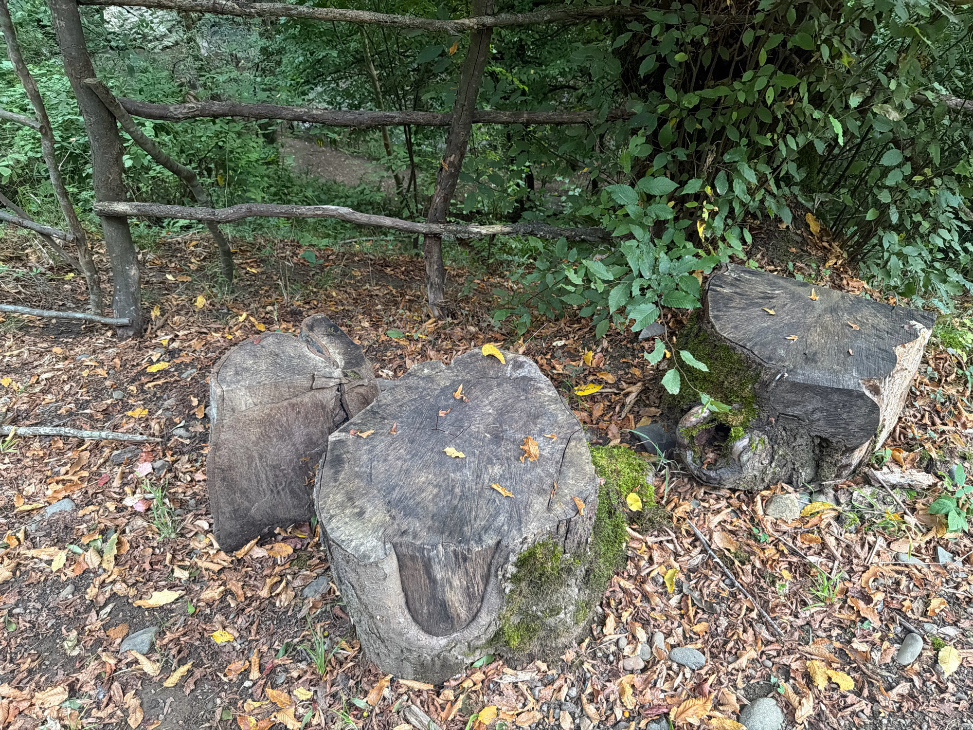 Three large, weathered tree stumps are positioned on a ground covered with fallen leaves and small rocks. The stumps vary in size and shape, with one appearing the largest and most prominent in the foreground, showing signs of moss growth. Behind the stumps, a rustic wooden fence made of branches and posts separates the foreground from a densely vegetated area with lush green foliage. A path is faintly visible through the trees in the background. The scene appears to be an outdoor, natural setting, likely within a wooded area. The specific location within the city of Masalli, Azerbaijan, is not identifiable from the visual information provided in the image.