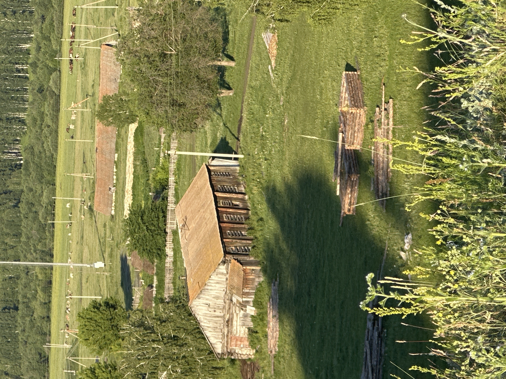 The image is a high-angle, full shot of a rural landscape during daylight. In the foreground, tall green and yellow wildflowers are in focus, with their stalks reaching upwards. Behind the wildflowers, the scene opens up to a grassy field.
Dominating the middle ground is a weathered, wooden, barn-like structure with a rusted, orange-tinted roof. The barn is situated on a slight incline, with some smaller, attached structures on its left side. The barn's wooden planks are vertical and appear aged. In front of the barn, two stacks of logs are visible on the grass. Further into the field, to the right of the barn, are several stacks of logs and a partially constructed log structure. Two mature trees with full green canopies are located to the right of the barn, casting shadows on the grass.
In the background, a long, low building with a similar rusted roof is visible, flanked by trees. Beyond this building, a herd of animals, likely cattle, are grazing in a large, green pasture. A tall, slender tower, possibly a radio or cell tower, stands in the middle of the pasture, with power lines extending from it. The very far background consists of a dense forest, with a line of birch trees with white trunks visible at the edge of the forest. The overall lighting suggests it is either early morning or late afternoon, given the long shadows. There are no people visible in the image.