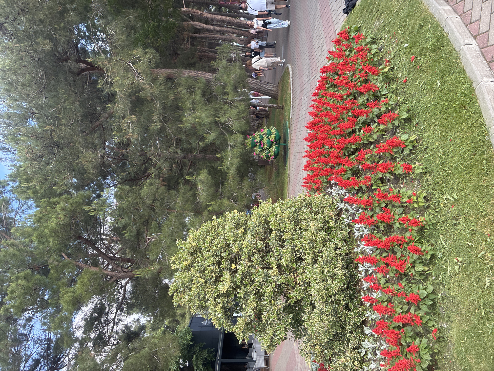 This is a vertical, medium shot photograph taken outdoors in Gelendzhik, Russia. The foreground is dominated by a large flower bed filled with vibrant red salvia flowers, with a neatly mowed lawn to the right and a decorative shrub to the left. In the mid-ground, a paved walkway lines a row of tall pine trees. Several people are walking along the path, some facing the camera and others walking away. To the far left, a building with outdoor seating is visible. In the background, more trees form a dense canopy. The sky is partly cloudy.