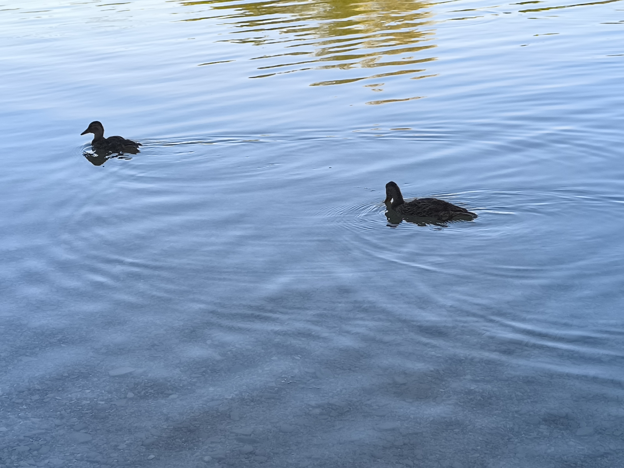 Two ducks swim in the clear, shallow water of a lake in Wittislingen, Germany. The ducks are dark brown and are swimming side-by-side. The water is calm and reflects the sky. The bottom of the lake is visible, covered in small stones and pebbles. The scene is serene and natural.