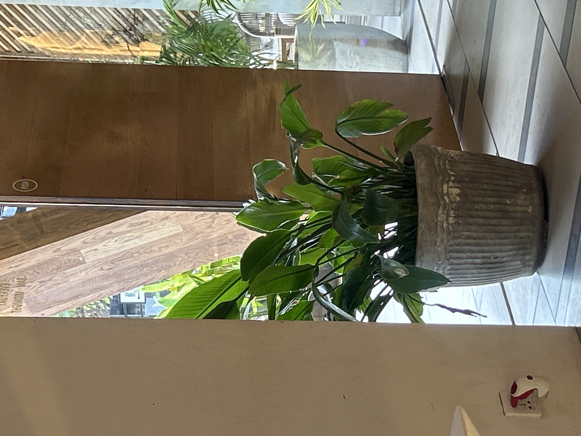 This is a medium shot, eye-level, outdoor photograph taken at street level. The image shows a large potted plant in the foreground with lush green leaves. The plant is housed in a textured, grey pot with vertical ribbed detailing and a decorative rim. To the left of the plant, a light-colored wall is visible, featuring a white electrical outlet with a red and white plug adapter inserted. Behind the plant, a large wooden door is partially open, revealing a glimpse of the interior with a wooden beam structure and some text that appears to be in Indonesian. Further in the background, to the right of the door, there is a large cylindrical concrete planter with a tropical plant, and a glimpse of a striped wall. The floor is tiled with large square tiles in shades of grey and white, with darker grey lines marking the grout. The overall scene suggests an entrance to a building, possibly a cafe or hotel, in a well-lit urban environment. The photograph captures the plant as the central subject, with the architectural elements of the doorway and planters forming the background. No people are visible in the image. The location is identified as North Kuta, Indonesia.