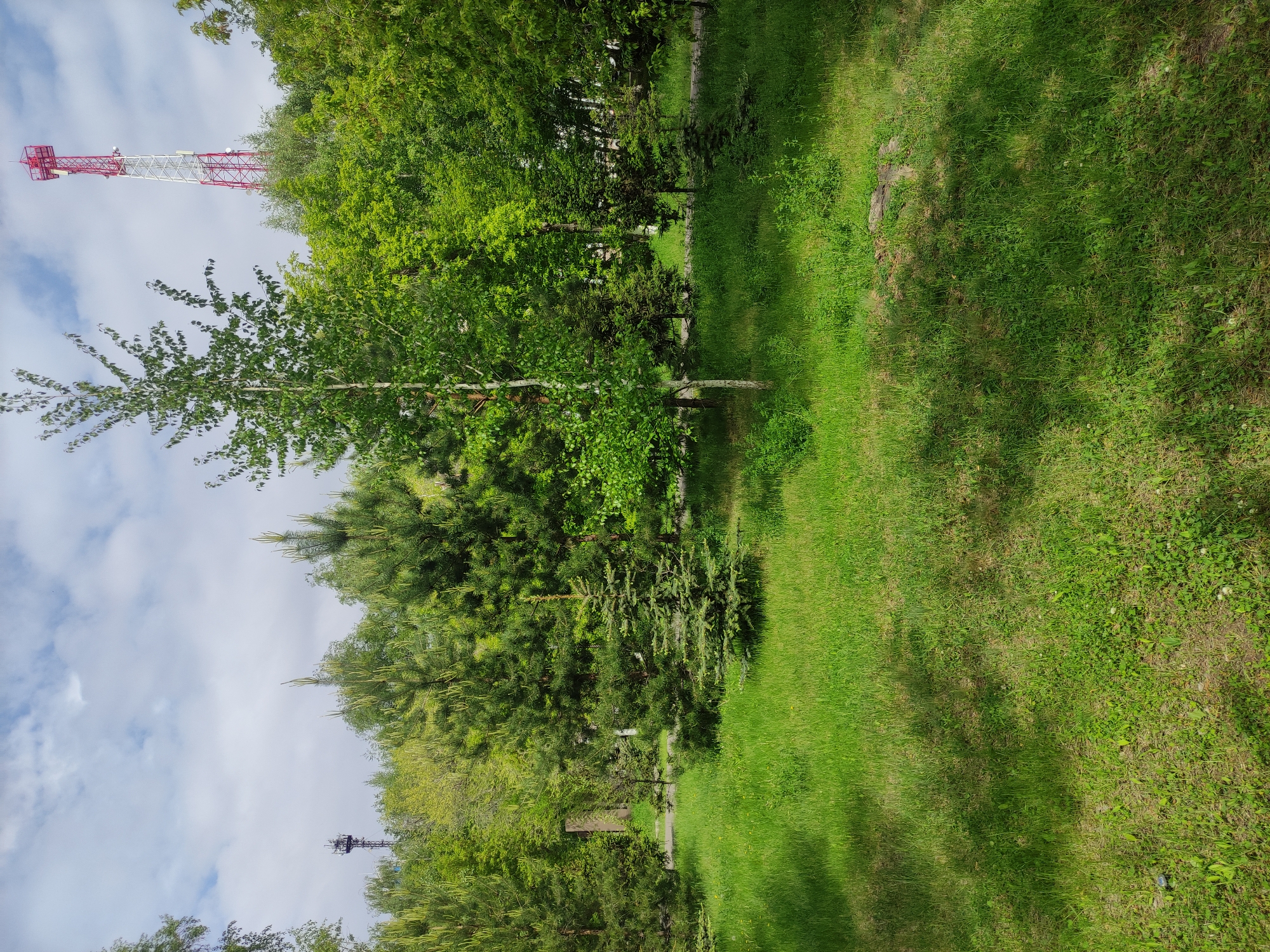 The image depicts a park scene in Pavlodar, Kazakhstan. The foreground features a green lawn interspersed with varied grass textures. Trees of different species and sizes are present, creating a natural barrier. In the background, a communications tower with red and white sections is visible against a cloudy sky.