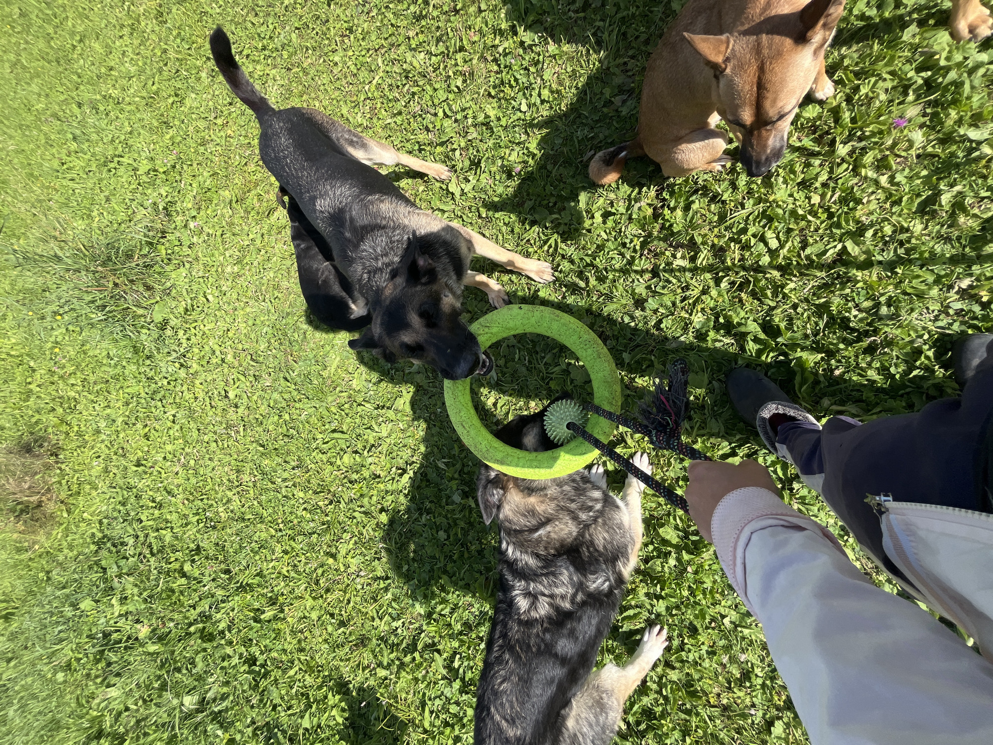 In a grassy outdoor area, four dogs are engaged in play with a green ring toy. Two of the dogs, appearing to be German Shepherds or similar breeds, are actively interacting with the toy, one holding it in its mouth while another pulls at it. A third dog, smaller and tan-colored, lies down in the grass nearby. The fourth dog, mostly obscured by the others, appears to be a puppy or a smaller breed. A person's arm and legs are visible in the foreground, holding a rope attached to the toy, indicating they are participating in the game. The environment is a sunlit meadow, with lush green grass and shadows cast by the dogs. The specific location in Nizhny Tagil, Russia, cannot be determined from the visual information provided.