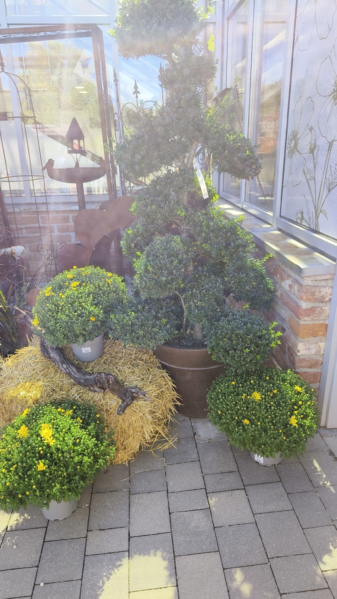 This image depicts an outdoor display of plants, likely in a garden center or shop in Langenlois, Austria. The foreground is dominated by a paved patio with gray square interlocking stones. To the left, a large bale of straw serves as a rustic display base. On top of the straw is a potted plant with lush green foliage and bright yellow flowers. A gnarled piece of driftwood rests on the straw, partially covering the pot.
Behind the straw bale, a large, dark brown pot contains a meticulously shaped, multi-tiered topiary plant, likely a boxwood. To the right of the topiary, another potted plant with dense green foliage and scattered yellow flowers sits on the patio. Further to the right, partially visible at the edge of the frame, is a glimpse of a glass-enclosed structure, possibly a greenhouse or conservatory, with brickwork visible below it. The background includes architectural elements suggesting a building with large windows and decorative metalwork, consistent with a commercial establishment in a European town. The overall impression is a charming, well-arranged plant display bathed in natural sunlight. There are no people visible in the image.