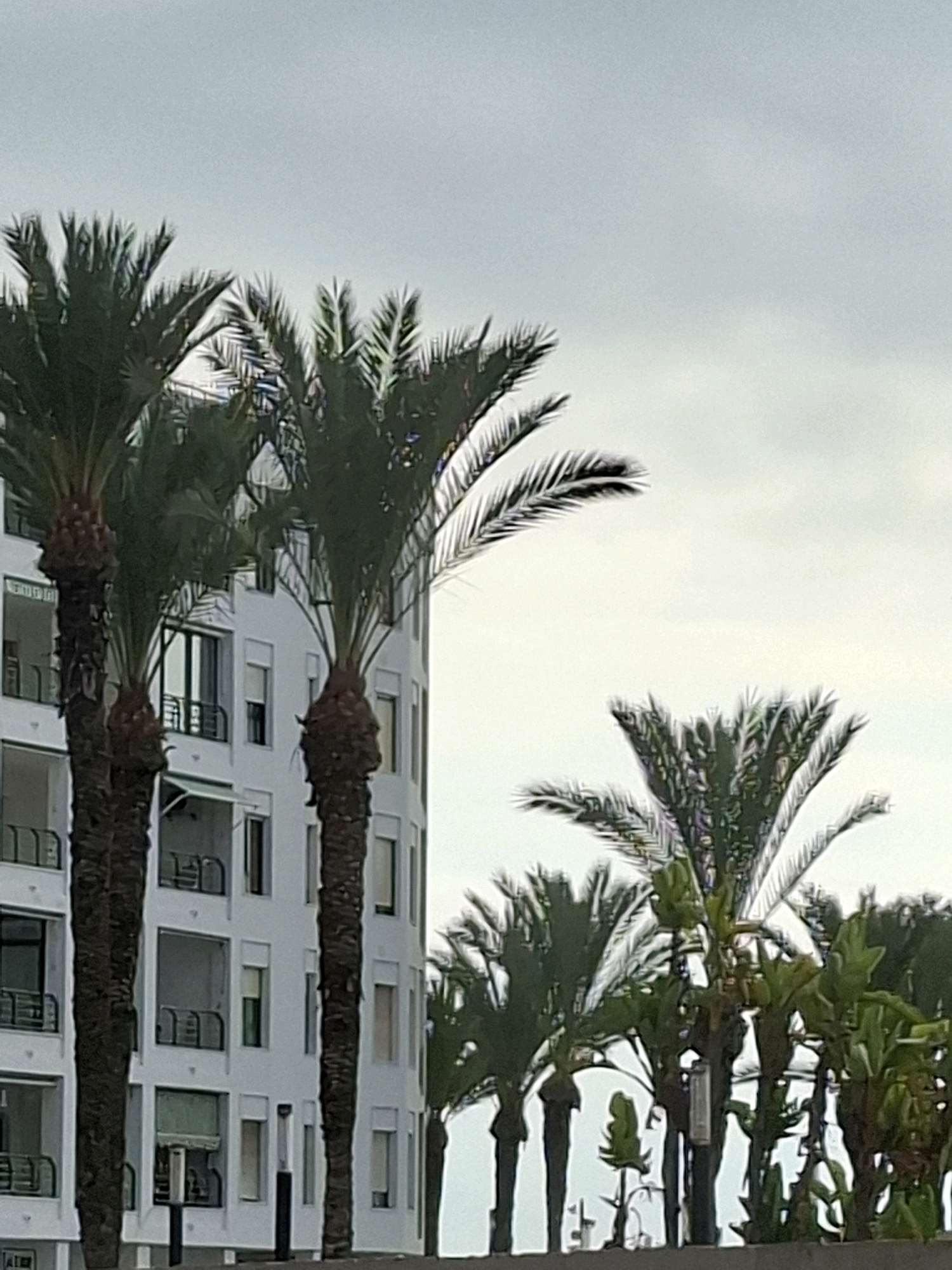 The image shows a cluster of palm trees in the foreground, with a white, multi-story building in the background. The building has a curved facade and numerous windows and balconies. The sky is overcast and light gray. The scene appears to be a street or public area in the city of Torrevieja, Spain, likely a coastal or urban environment given the presence of palm trees and the architectural style of the building. There are no people or discernible actions visible in the image.