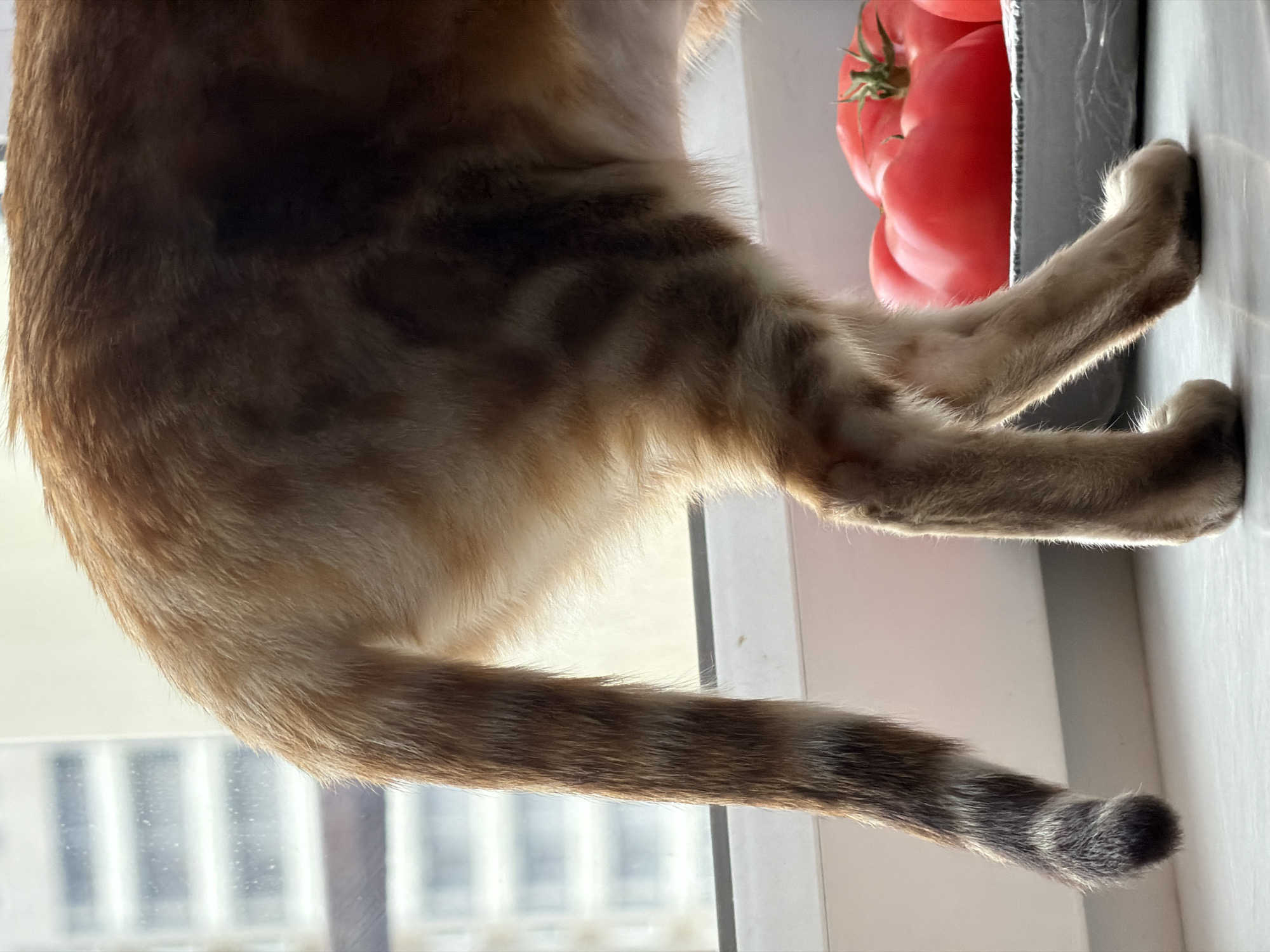The image displays the posterior section of a domestic feline, specifically an orange-brown tabby cat, standing on a white windowsill. The cat's fur exhibits distinct darker stripes on its body and a long, striped tail that tapers to a dark tip. Its hind legs and partial flank are visible. To the right of the cat, on the same windowsill, rest at least two large, red tomatoes with intact green calyxes, contained within a metallic rectangular tray. The background, viewed through a window, reveals a blurred urban landscape featuring a tall, light-colored building with prominent horizontal window divisions. The scene is illuminated by ambient daylight. This event occurs in the city of Saint Petersburg, Russia.