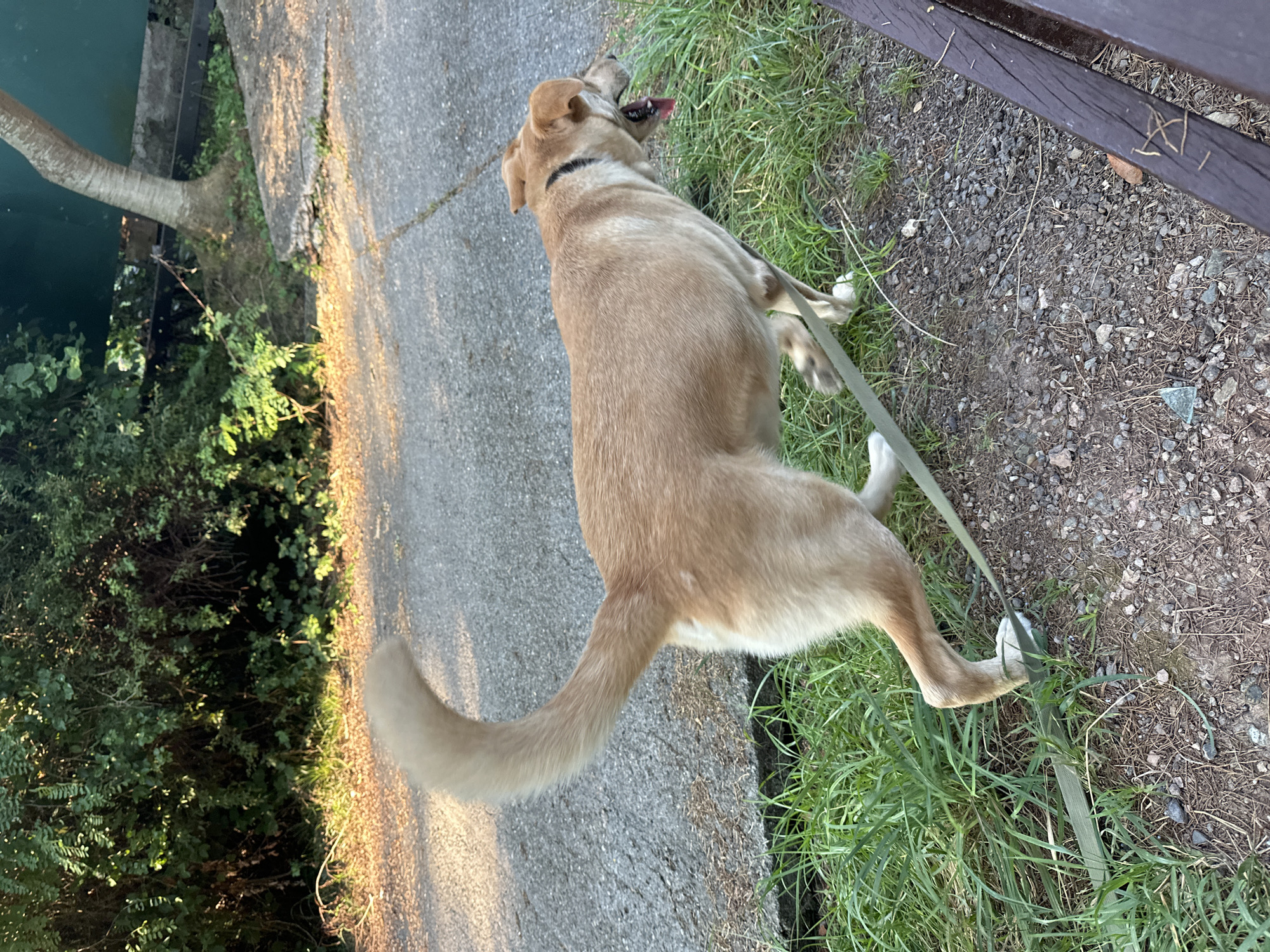 An adult, tan-colored dog is captured mid-stride on a gravel path next to a grassy area. The dog is wearing a black collar and a light green leash. Its mouth is open, with its tongue visible, suggesting it is panting or excited. The dog's tail is raised and curved over its back. The background consists of lush green foliage and a paved surface. The scene appears to be outdoors, likely in a park or a similar natural setting. There are no people visible in the frame.