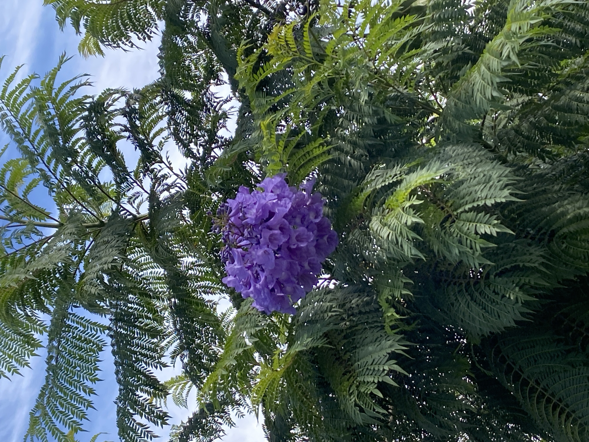 The image shows a view looking up into a tree with delicate, fern-like leaves. A cluster of vibrant purple flowers hangs prominently amidst the green foliage. The sky, a light blue with wispy white clouds, is visible through gaps in the branches. The overall composition suggests a natural setting, likely a park or garden. The purple blooms indicate the presence of a Jacaranda tree, which is known to thrive in warm and tropical climates. Given the mention of Arica, Chile, it's probable that this photo was taken in that city, where Jacaranda trees are cultivated.