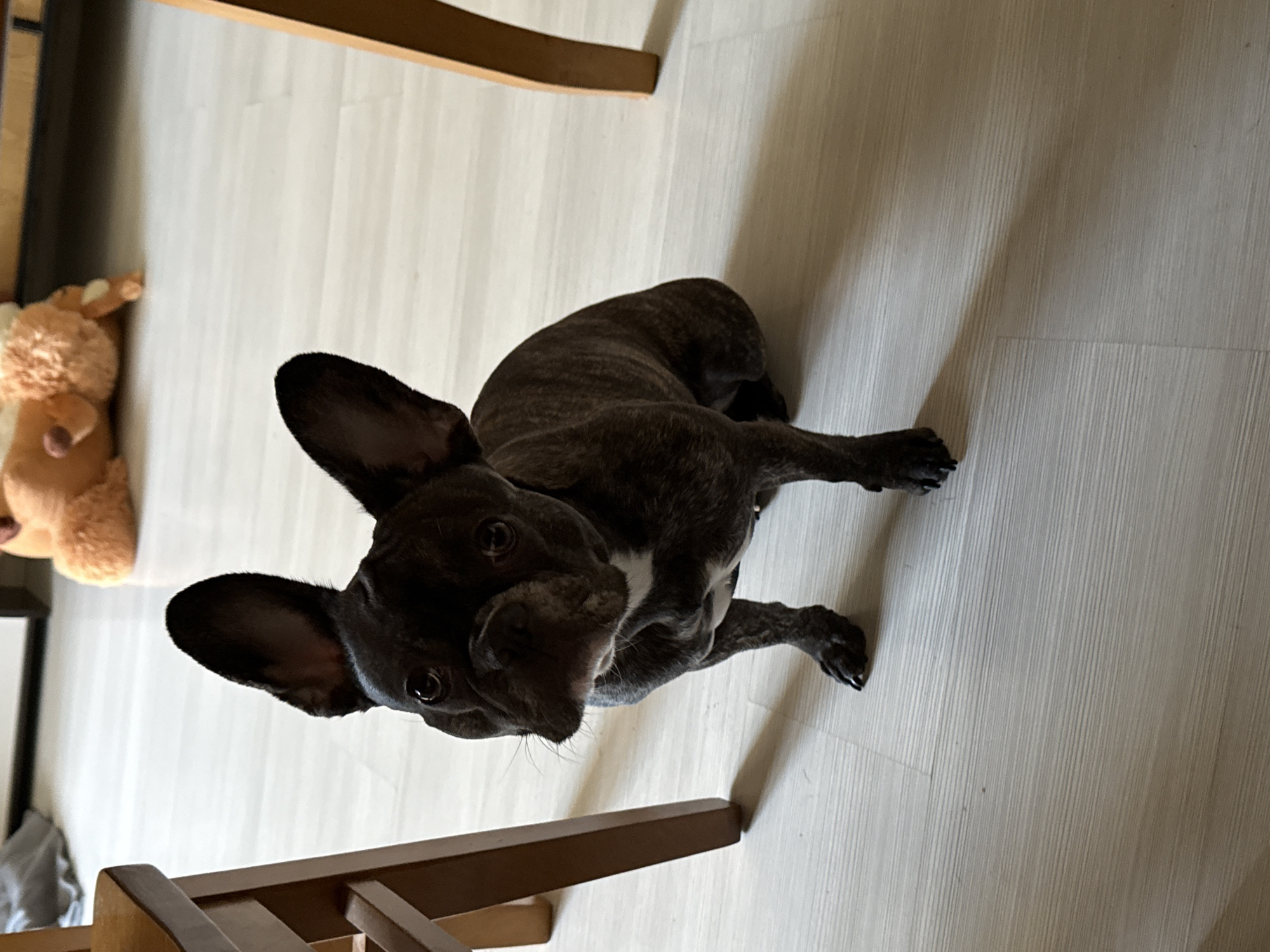 A brown brindle French Bulldog lies on a light-colored wood floor. Its legs are extended. The dog is looking up. Parts of a light-colored wooden chair are visible in the foreground and upper left of the image. A stuffed teddy bear is in the background, to the left of the chair. The location is indoors. There is no indication of the location being in Pleven, Bulgaria.